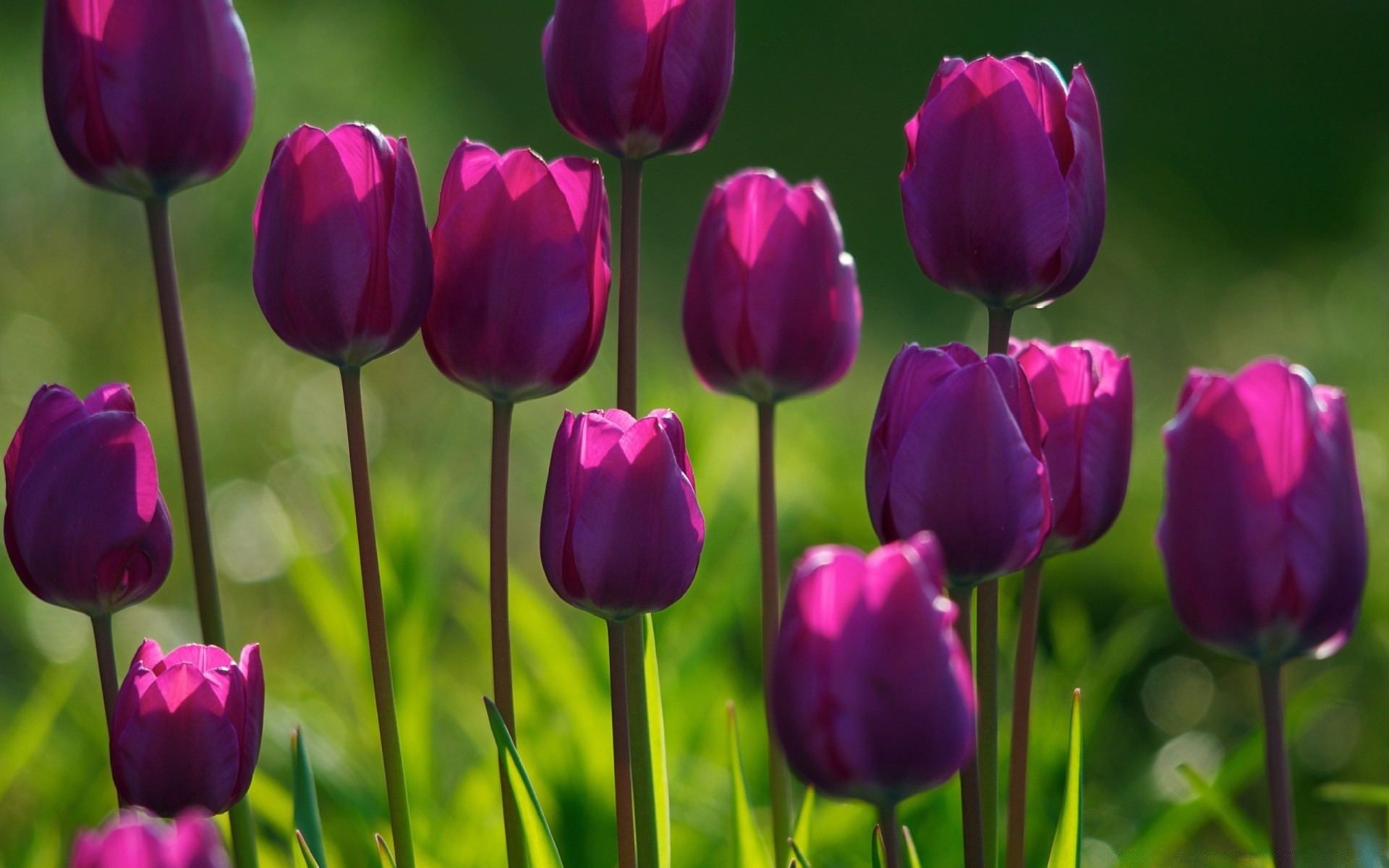 kwiaty natura kwiat tulipan flora kwiatowy liść lato jasny ogród kolor płatek wielkanoc wzrost bluming sezon na zewnątrz dobra pogoda pole