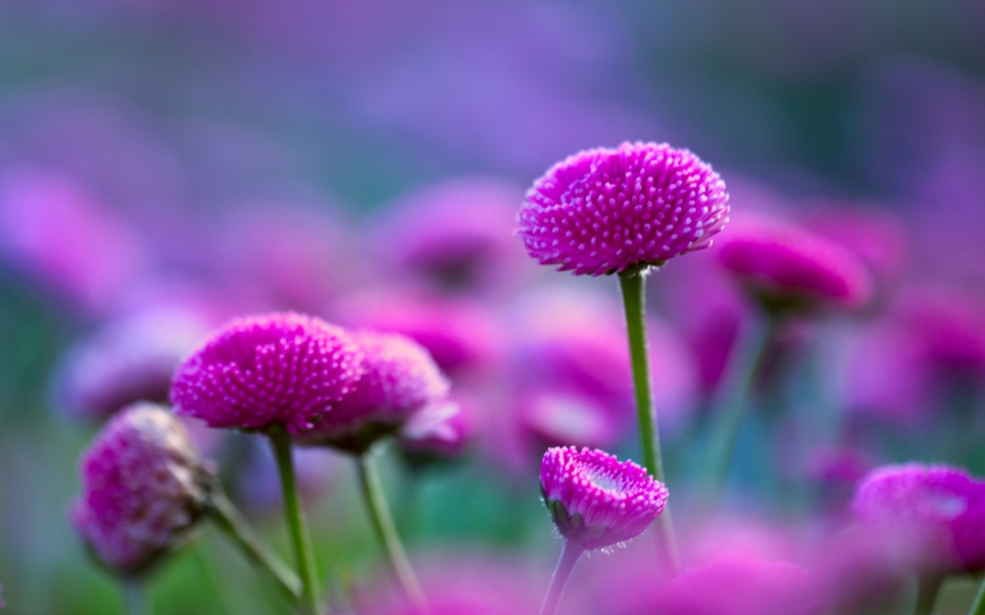 flowers nature flower flora summer garden leaf bright floral color petal outdoors season growth field blooming close-up hayfield grass