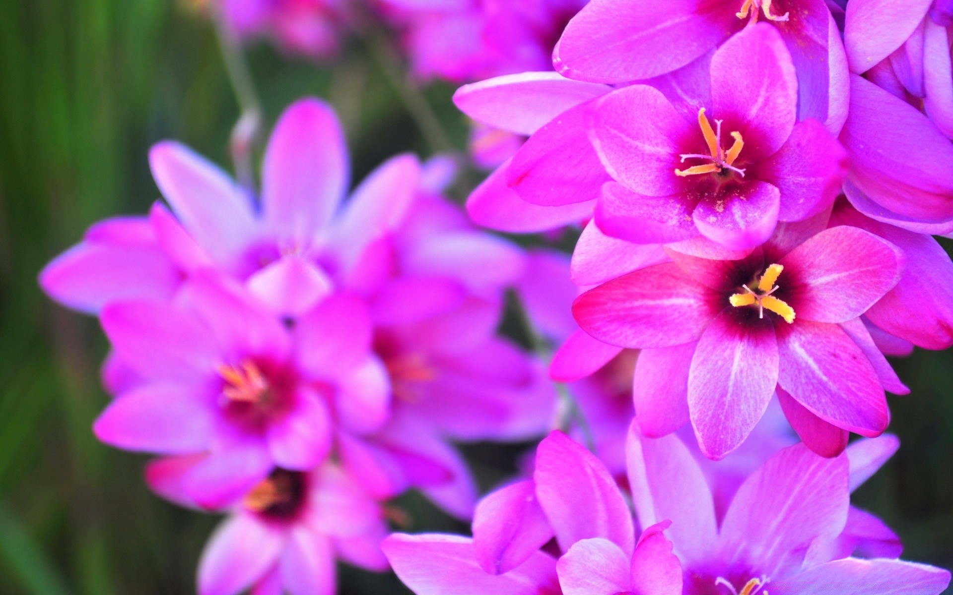 çiçekler çiçek doğa flora bahçe petal çiçek yaz çiçek açan güzel parlak yaprak renk yakın çekim violet büyüme sezon paskalya buket botanik