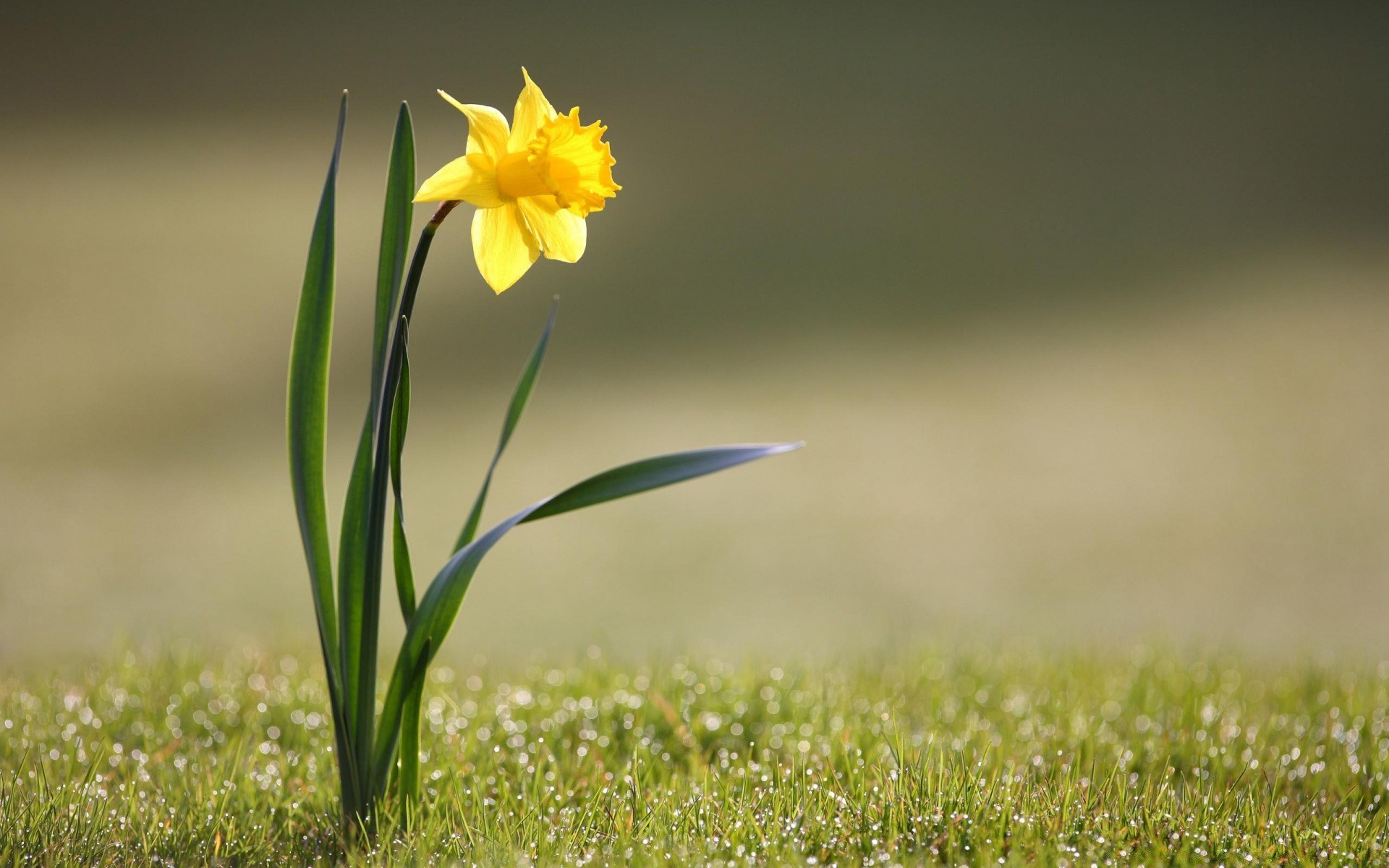 花 自然 草 字段 花 干草 夏天 叶 植物群 模糊 户外 好天气 增长 花园