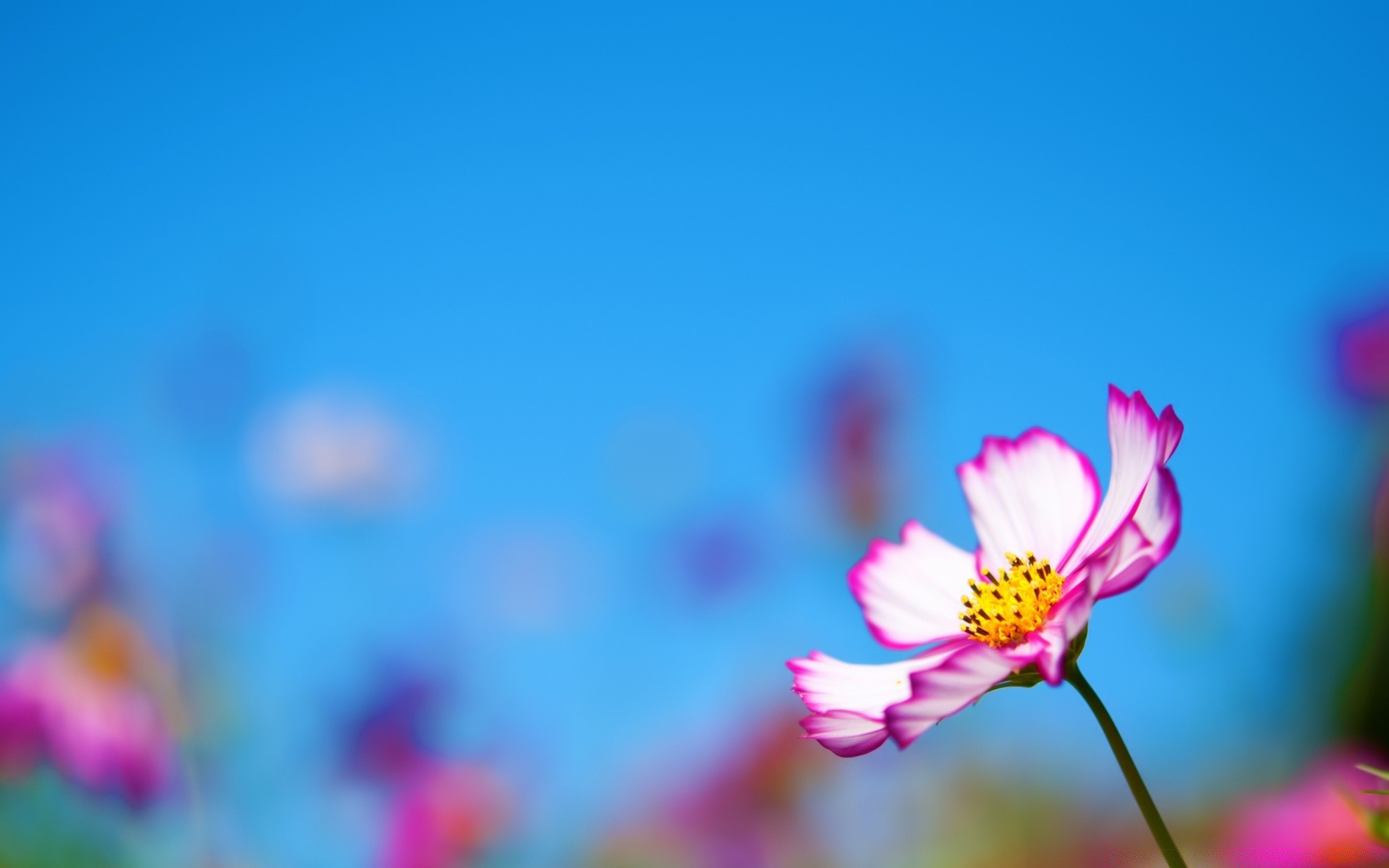 blumen natur blume sommer unschärfe flora hell garten gutes wetter dof blatt farbe wachstum sonne im freien