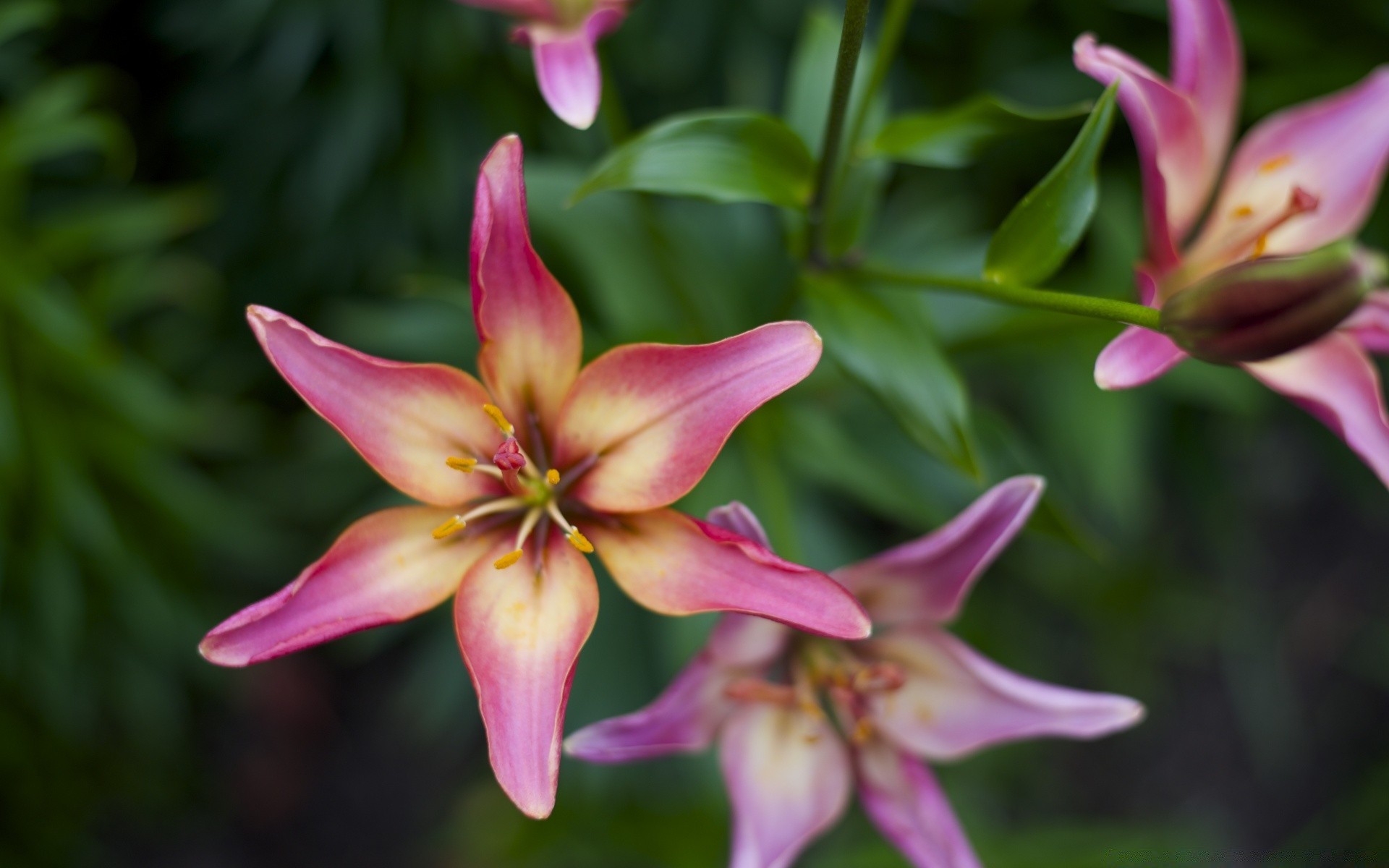 çiçekler çiçek doğa flora bahçe yaprak yaz güzel petal renk çiçek çiçek açan lily parlak tropikal yakın çekim