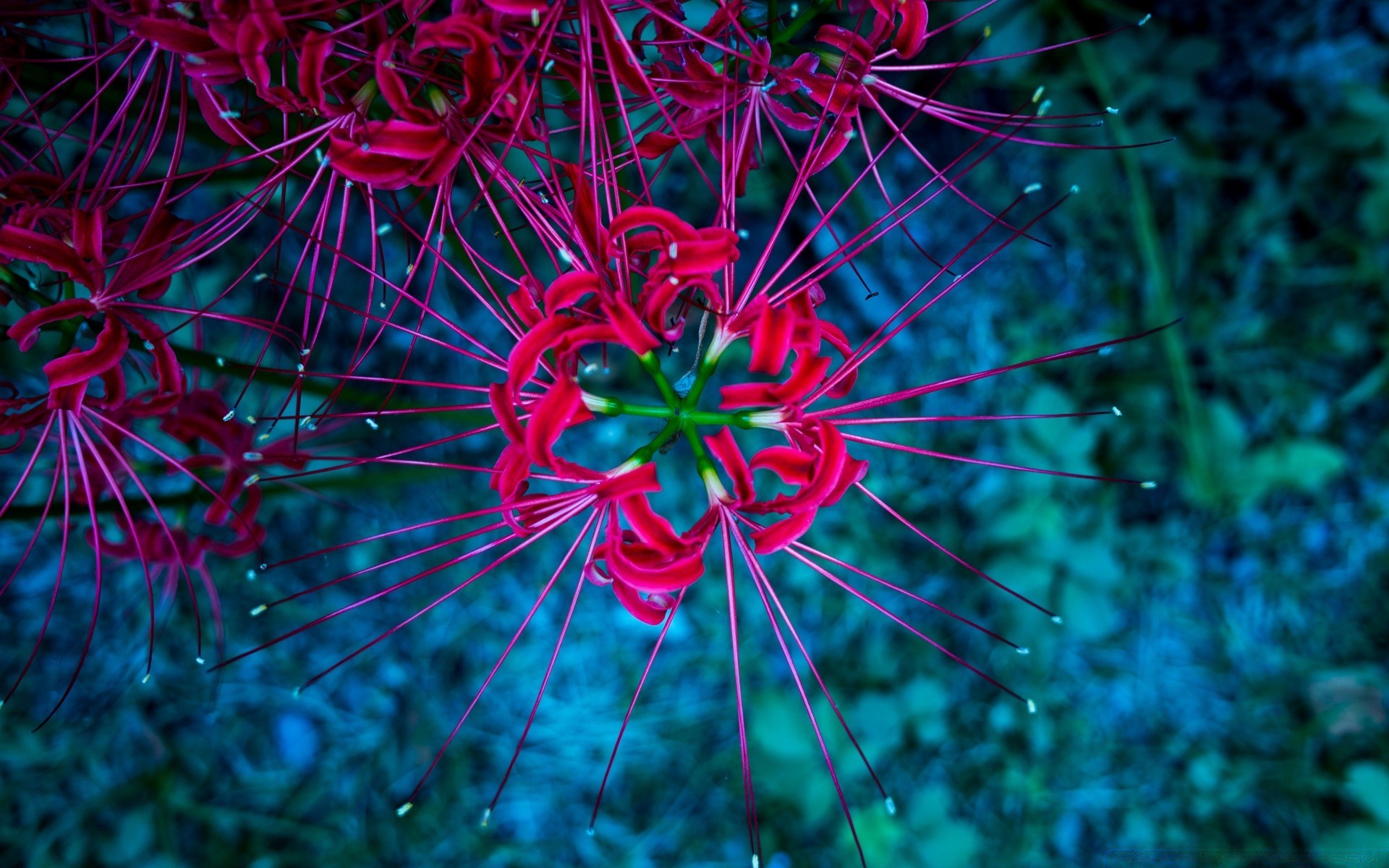 flores color escritorio naturaleza flora flor hermosa brillante abstracto decoración