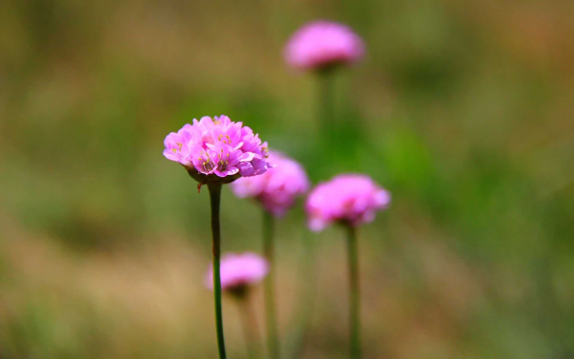 çiçekler doğa çiçek flora çimen alan yaz açık havada yaprak saman bahçe vahşi büyüme güzel hava parlak