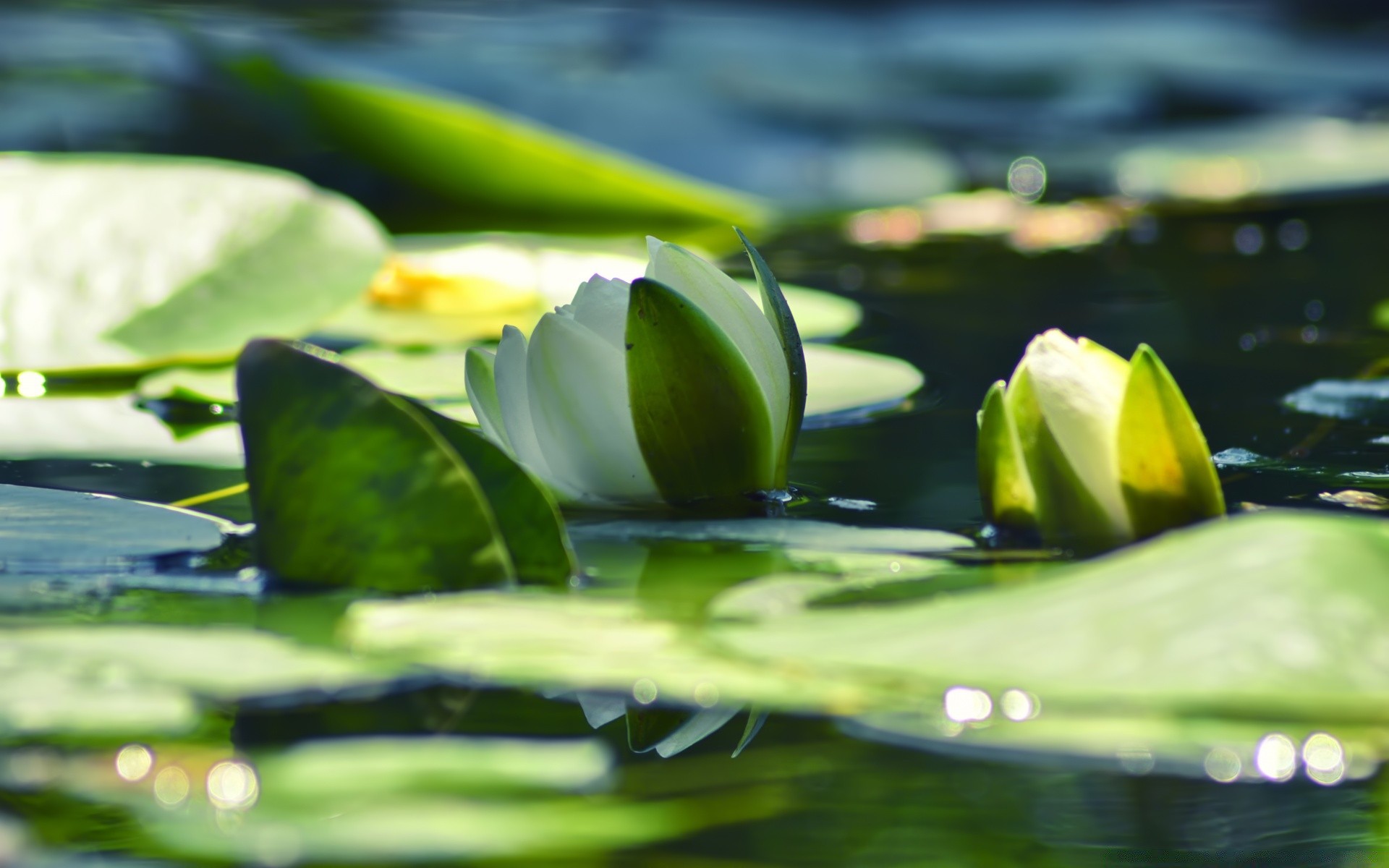 çiçekler yaprak çiçek lotus zen doğa lily bulanıklık havuz bahçe ışık saflık su meditasyon yakın çekim flora yansıma