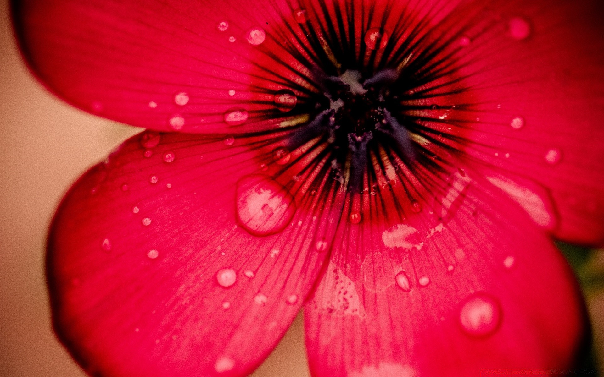 fleurs fleur nature lumineux couleur belle rosée flore été pétale