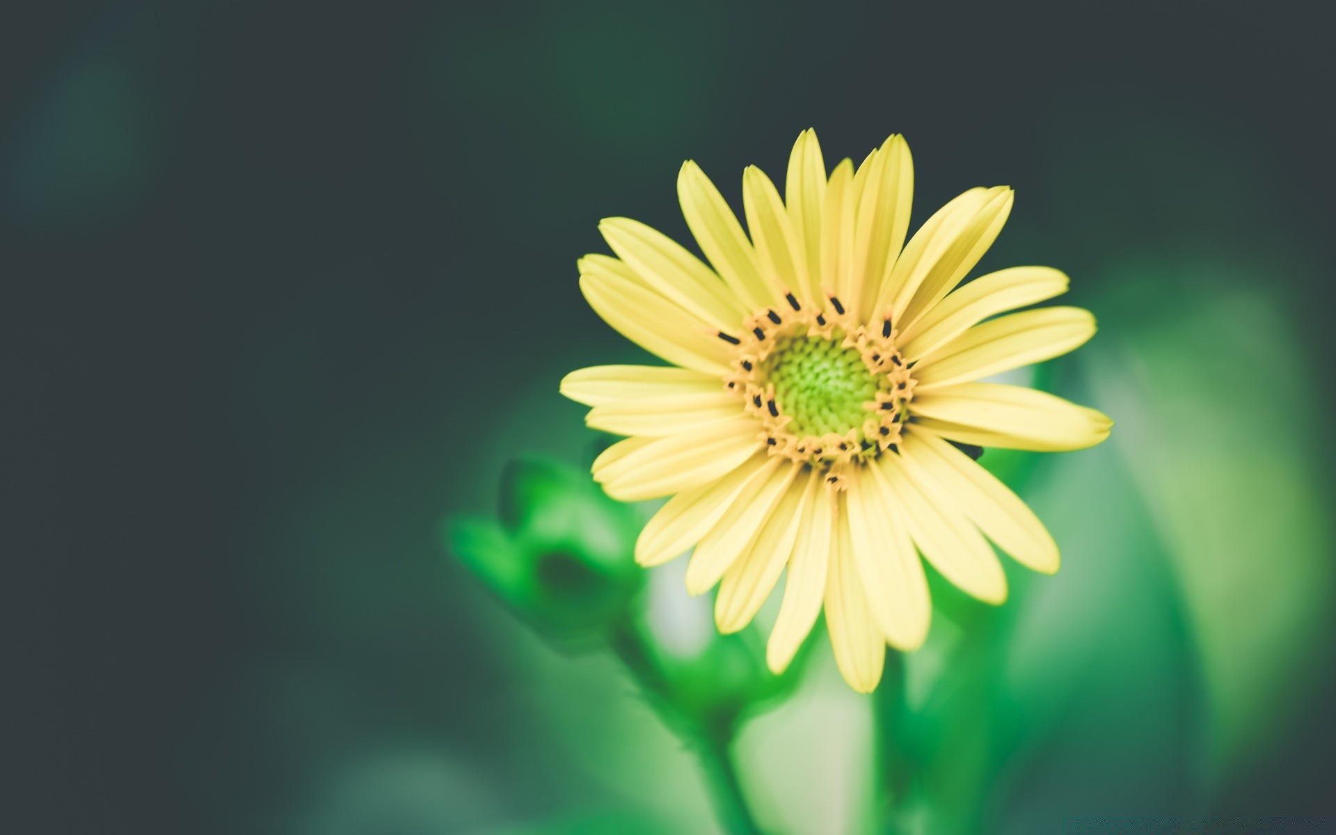 çiçekler doğa yaz yaprak parlak flora çiçek büyüme açık havada