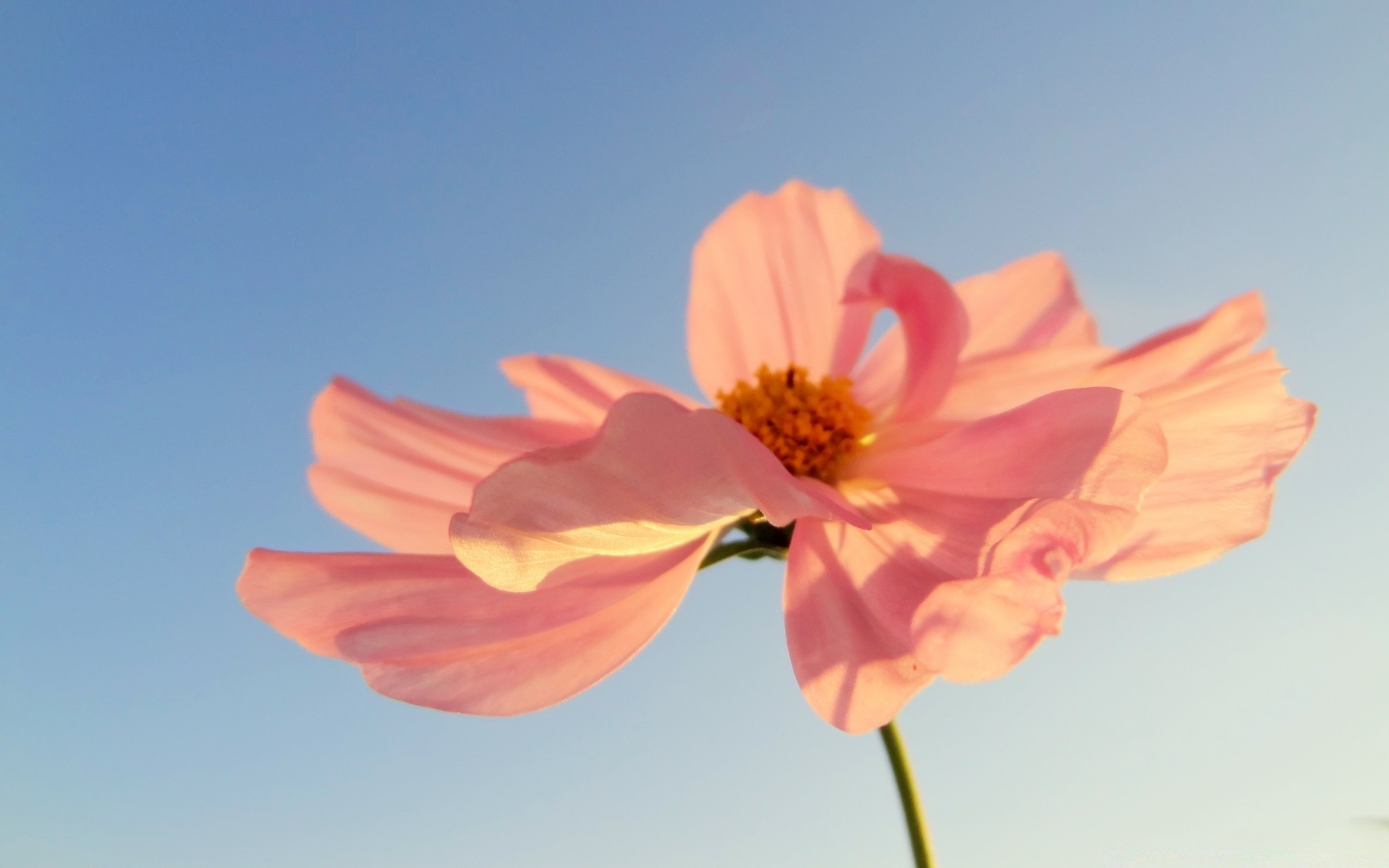 flowers nature summer flower outdoors flora growth leaf