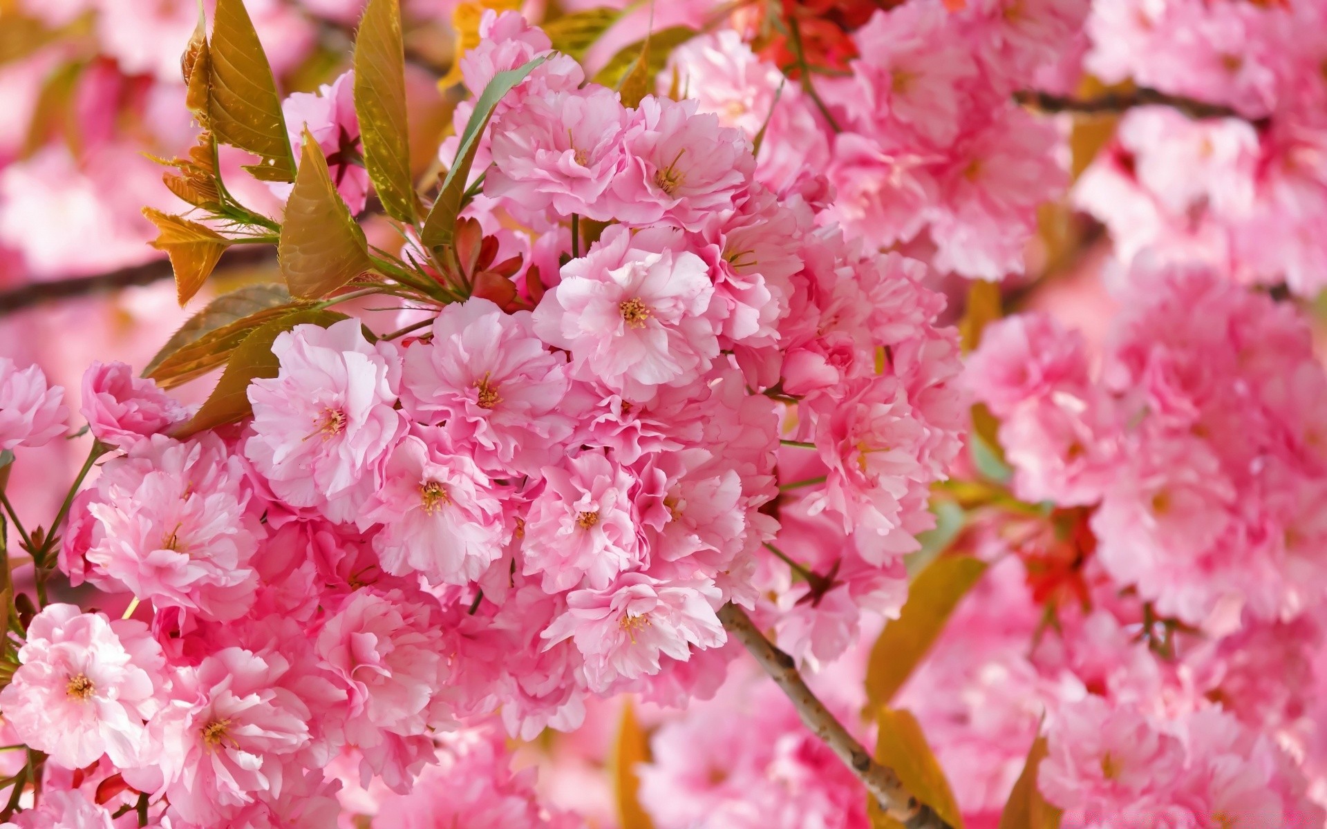 flowers flower flora garden nature leaf floral petal blooming season cherry branch tree bright close-up beautiful color springtime park summer