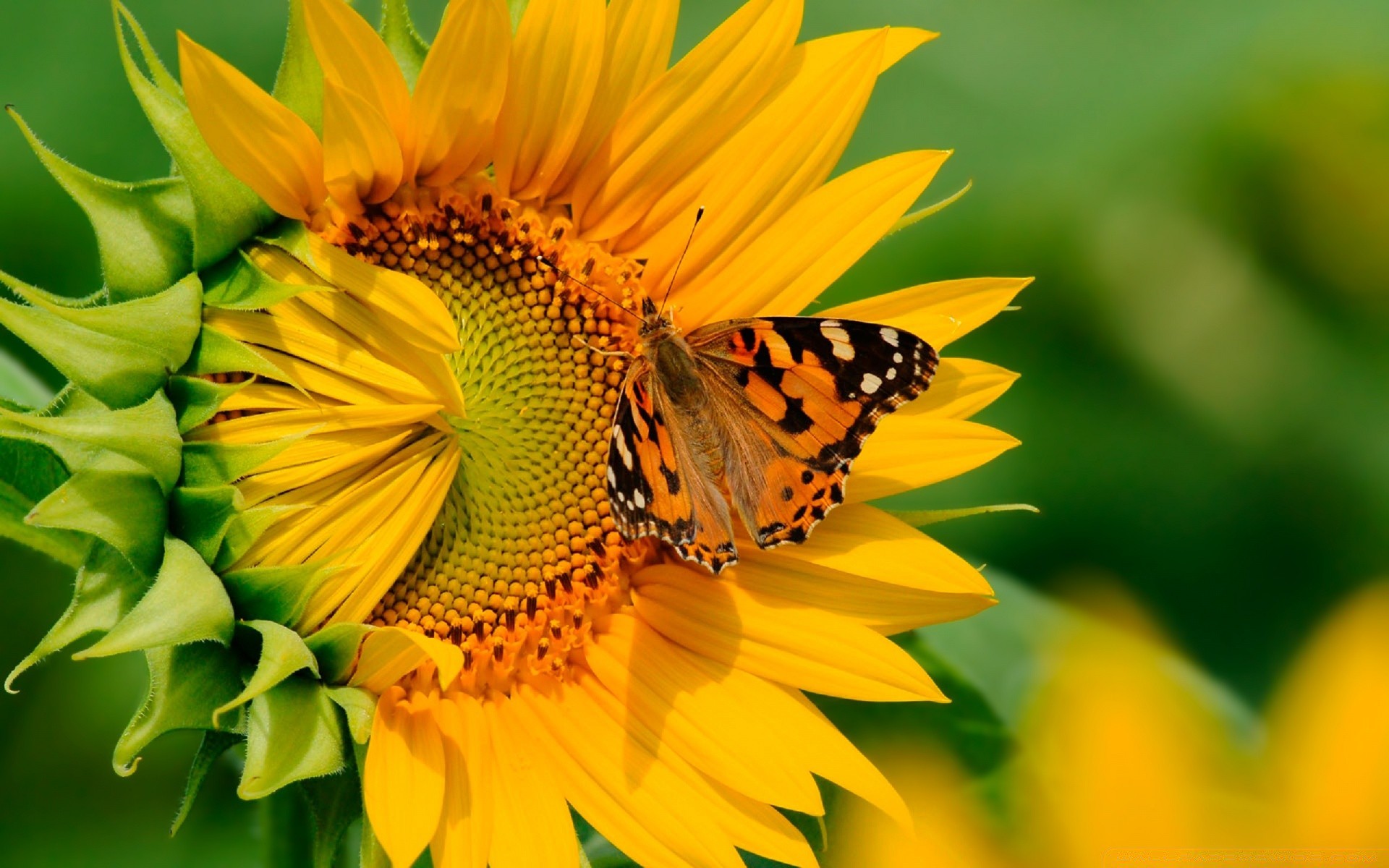 flowers nature leaf summer flora flower bright outdoors insect sunflower garden growth fair weather