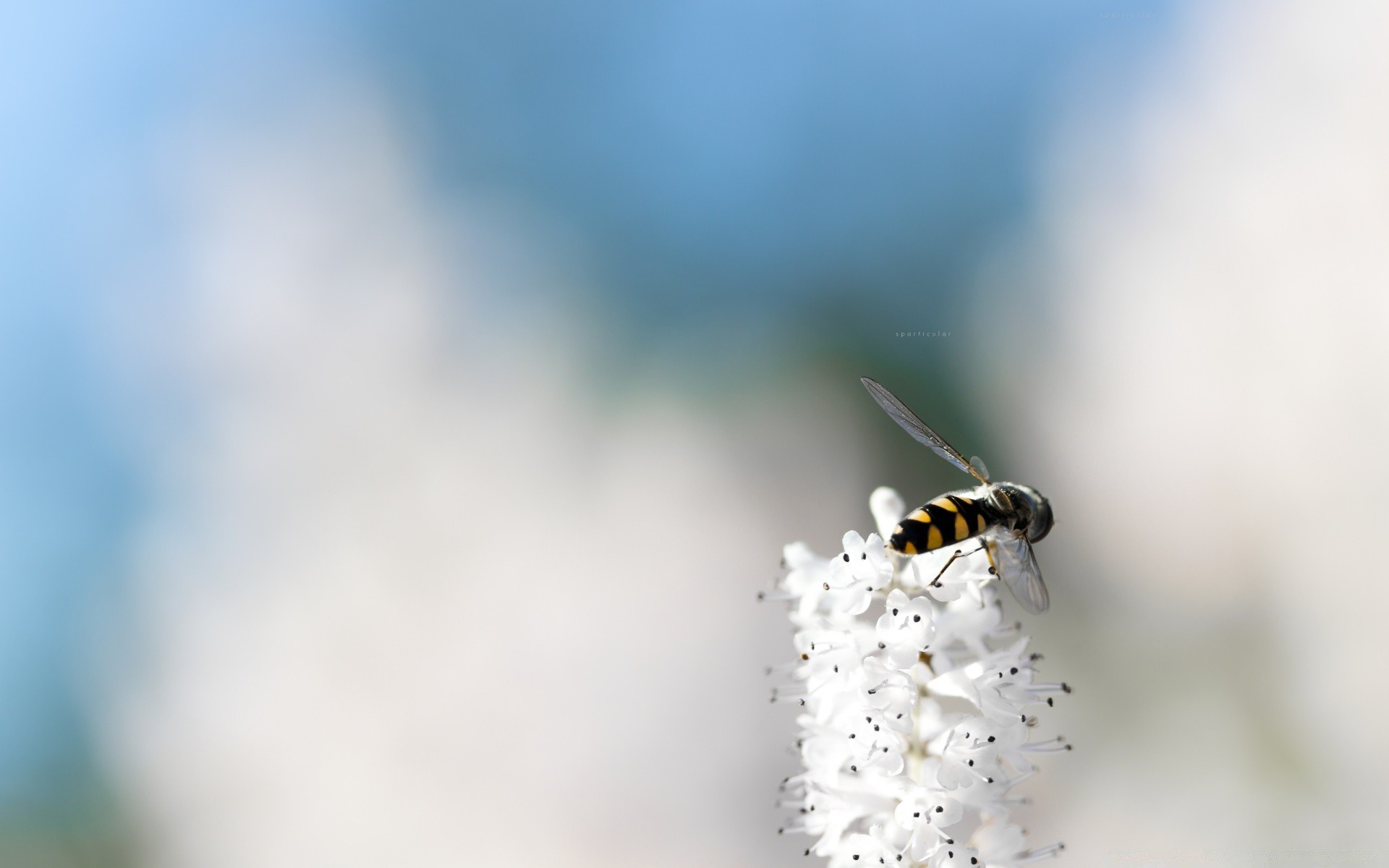 blumen insekt unschärfe natur biene dof blume tierwelt im freien