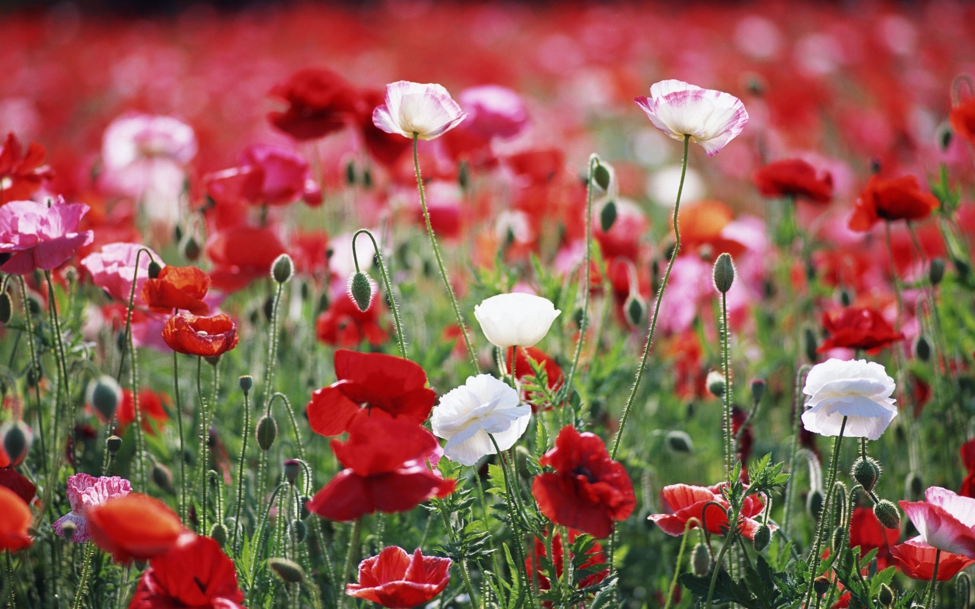 flowers poppy nature flower flora field summer garden hayfield grass petal blooming leaf rural outdoors floral bright color growth season