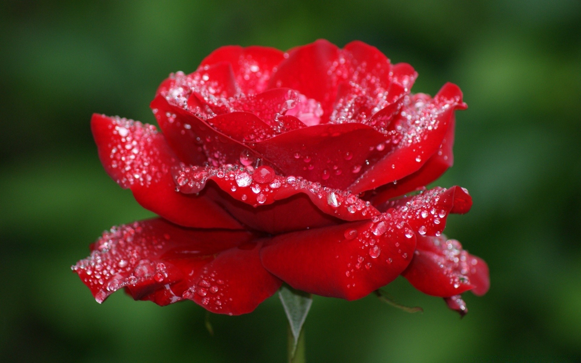 flores naturaleza flor hoja rocío lluvia jardín verano flora al aire libre crecimiento mojado