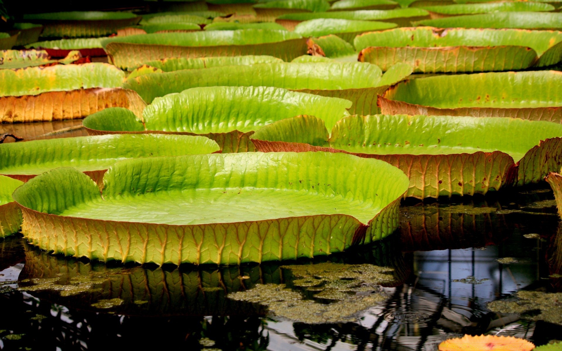 flores jardim comida natureza flora ao ar livre