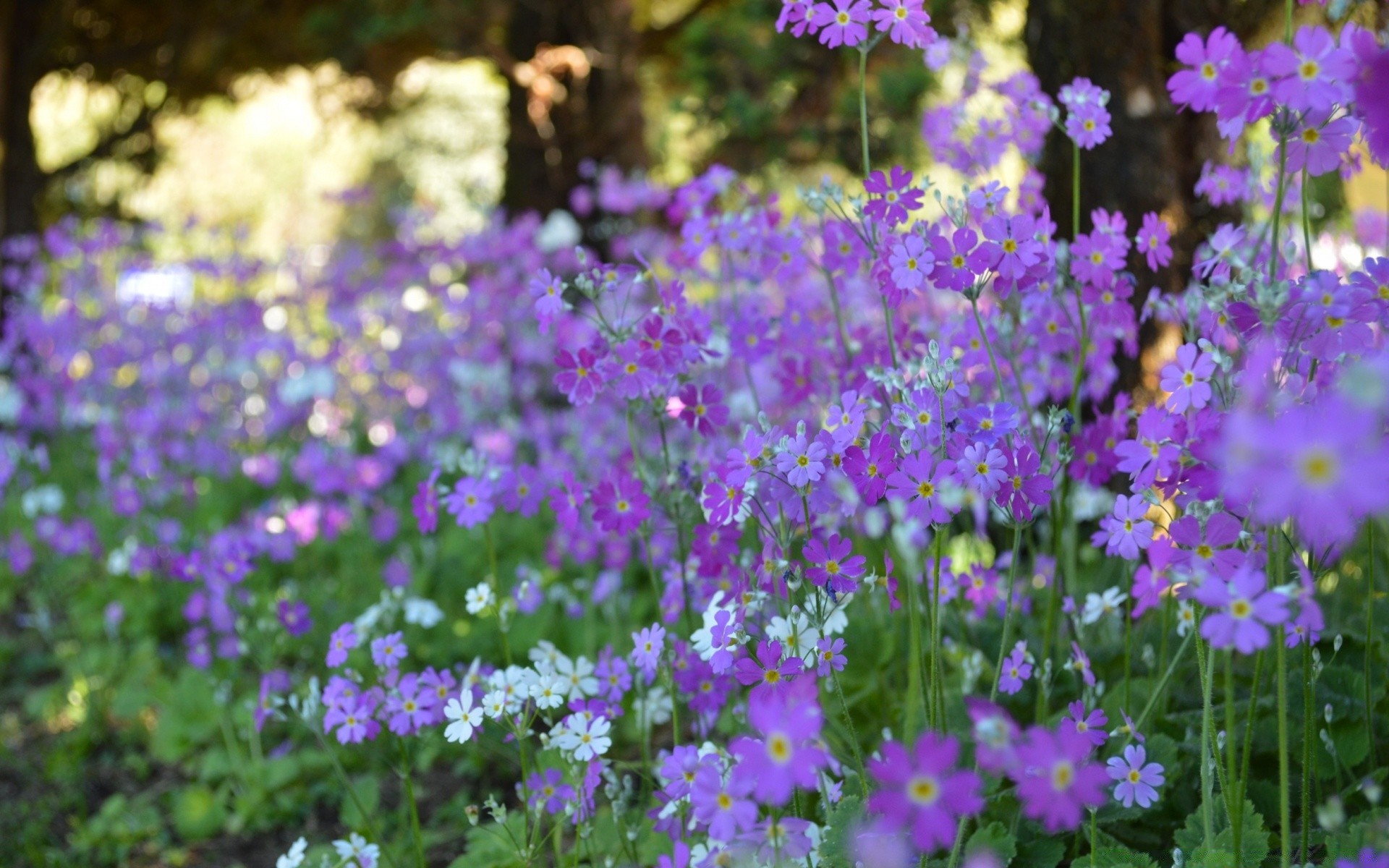 flowers flower nature flora garden violet blooming growth petal summer hayfield perennial floral outdoors season field leaf wild wildflower color