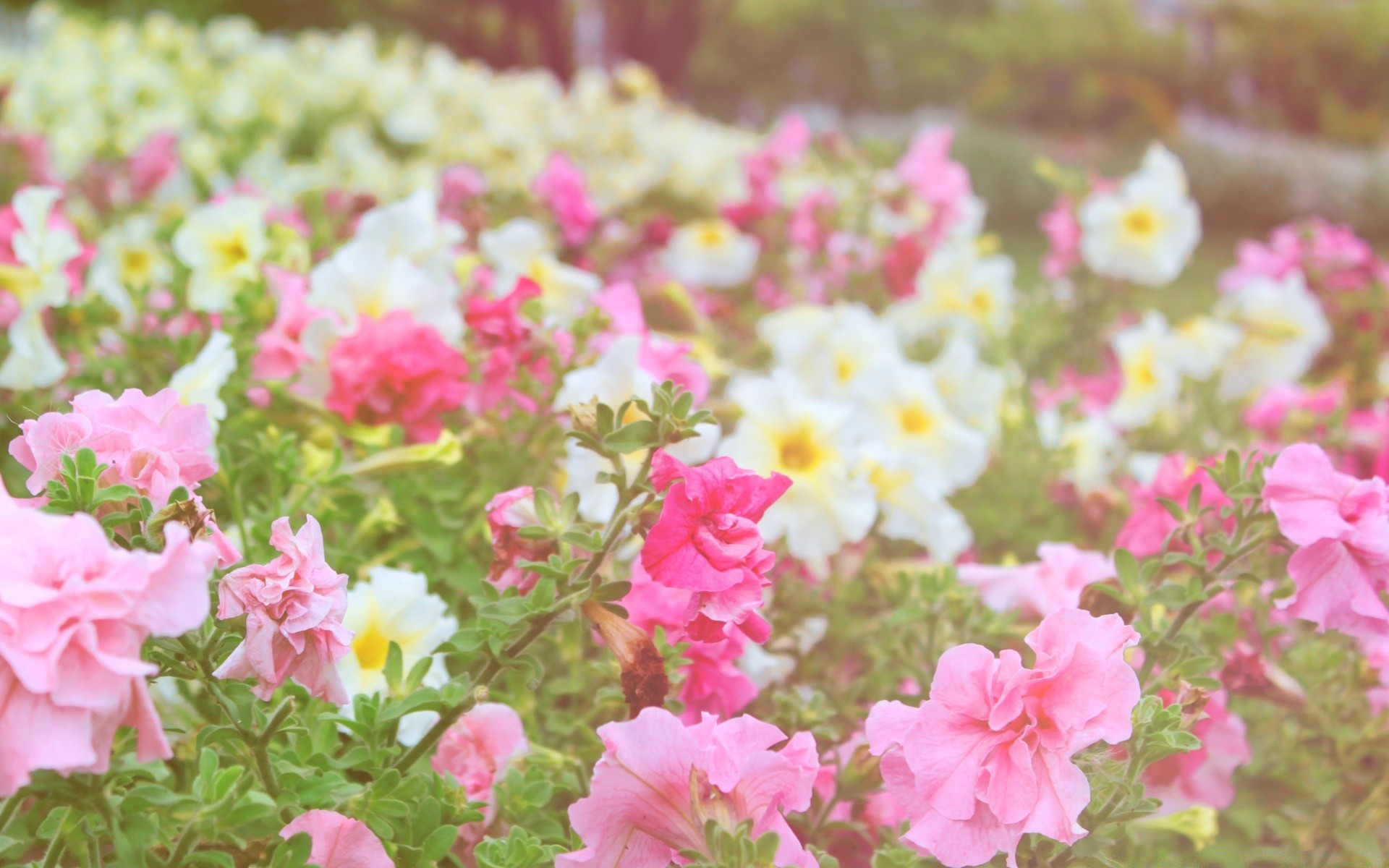 flowers flower nature flora garden blooming summer leaf field floral petal color outdoors bright growth