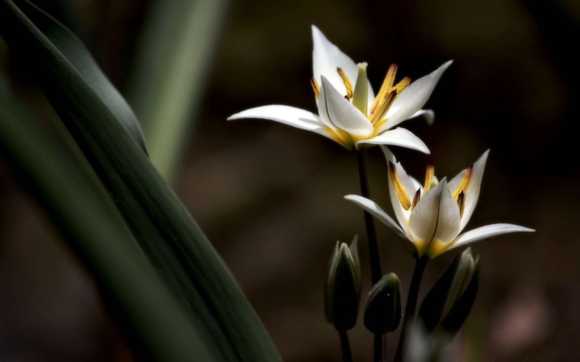 kwiaty kwiat natura liść flora ogród wzrost na zewnątrz