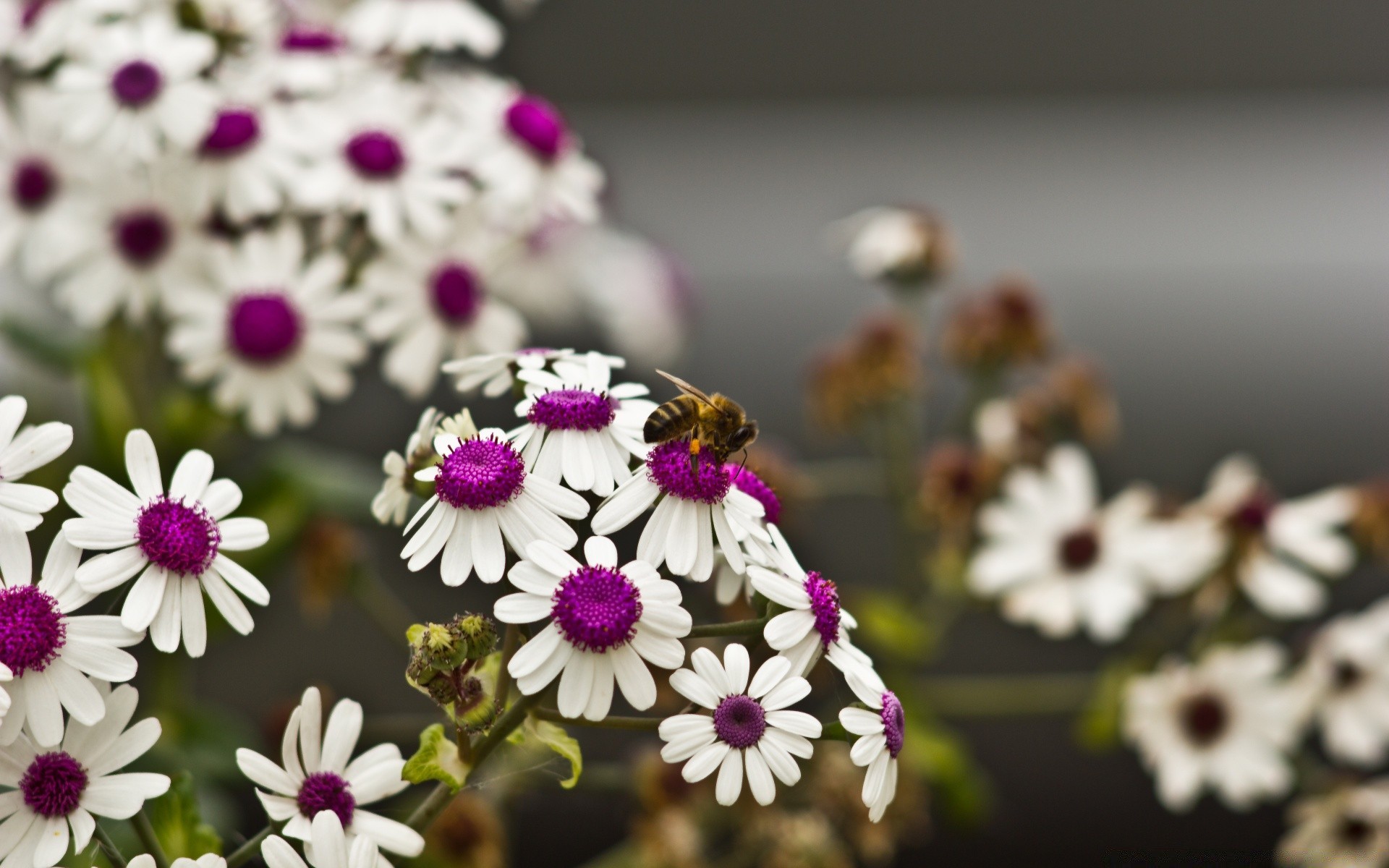 blumen blume flora natur blumen farbe schön sommer blühen blütenblatt garten schließen hell dekoration jahreszeit blatt