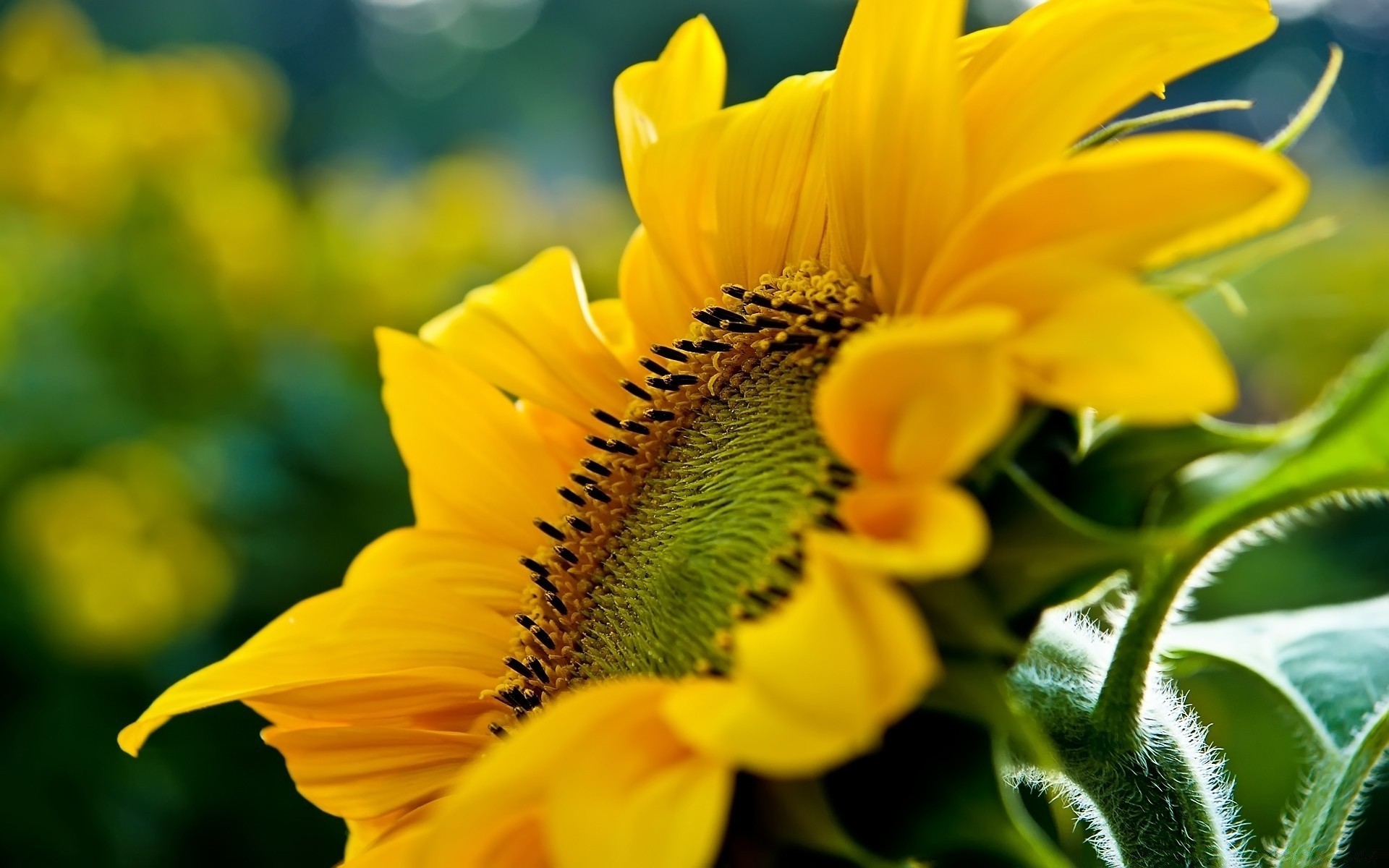 fleurs nature fleur flore été feuille jardin couleur floral lumineux belle gros plan croissance pétale tournesol