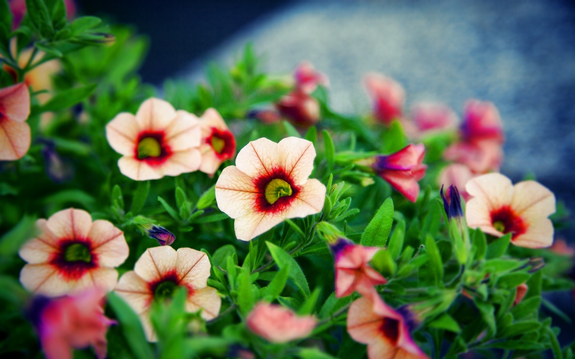 çiçekler çiçek doğa bahçe flora yaprak yaz parlak renk sezon petal çiçek açan çiçek alan güzel hava büyüme yakın çekim