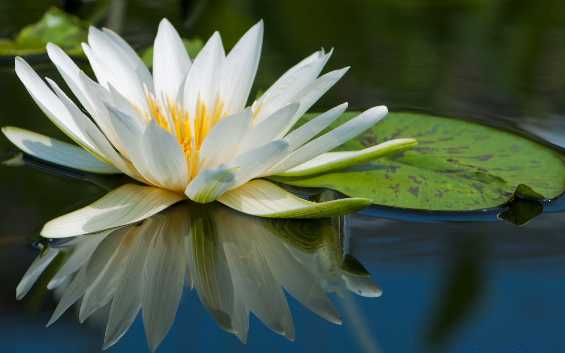 fleurs fleur nature lotus flore feuille piscine jardin lily été bluming exotique belle tropical nénuphar pétale aquatique zen floral gros plan