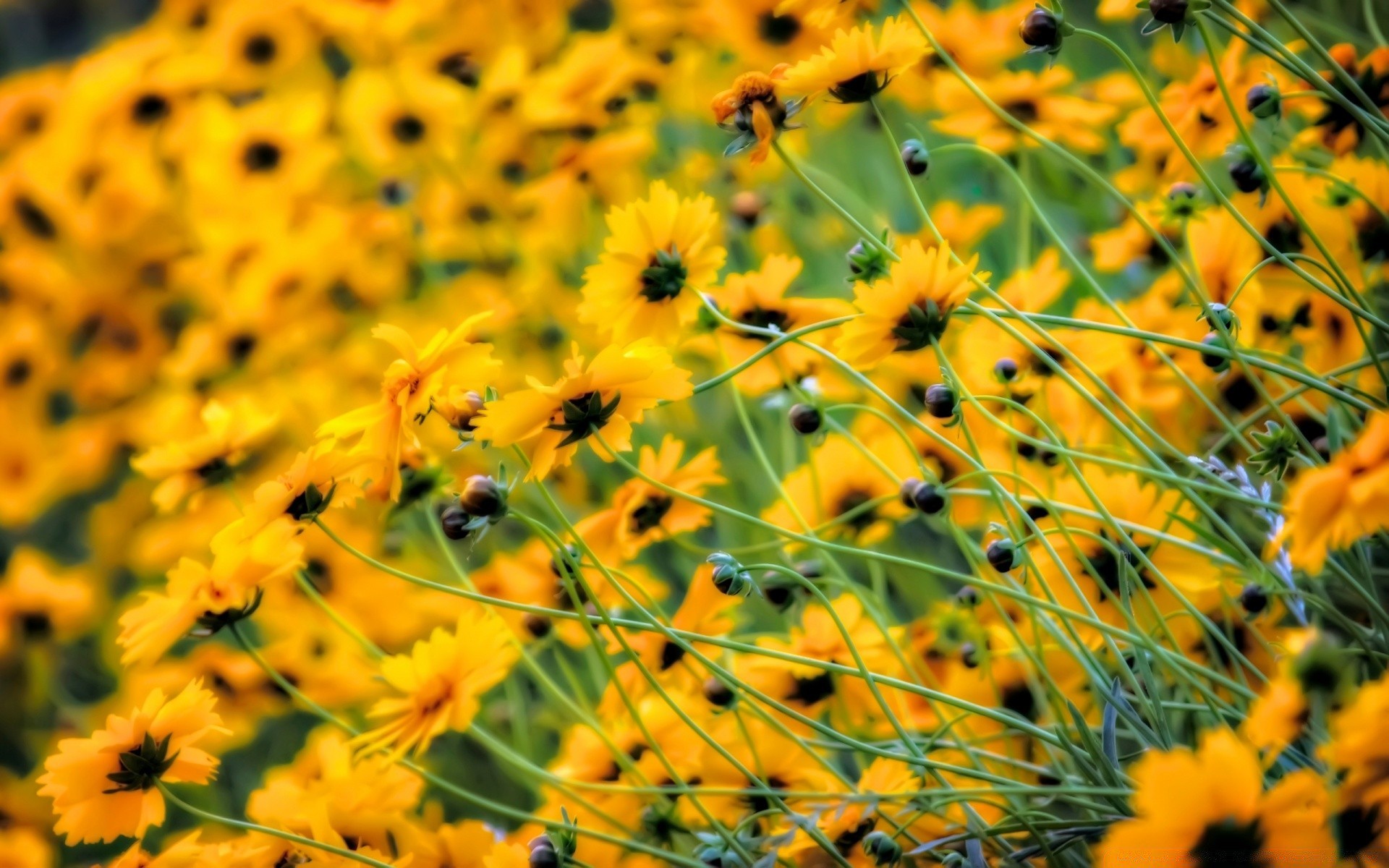 flowers nature flower flora summer garden field floral season color bright blooming outdoors leaf beautiful grass hayfield close-up growth petal