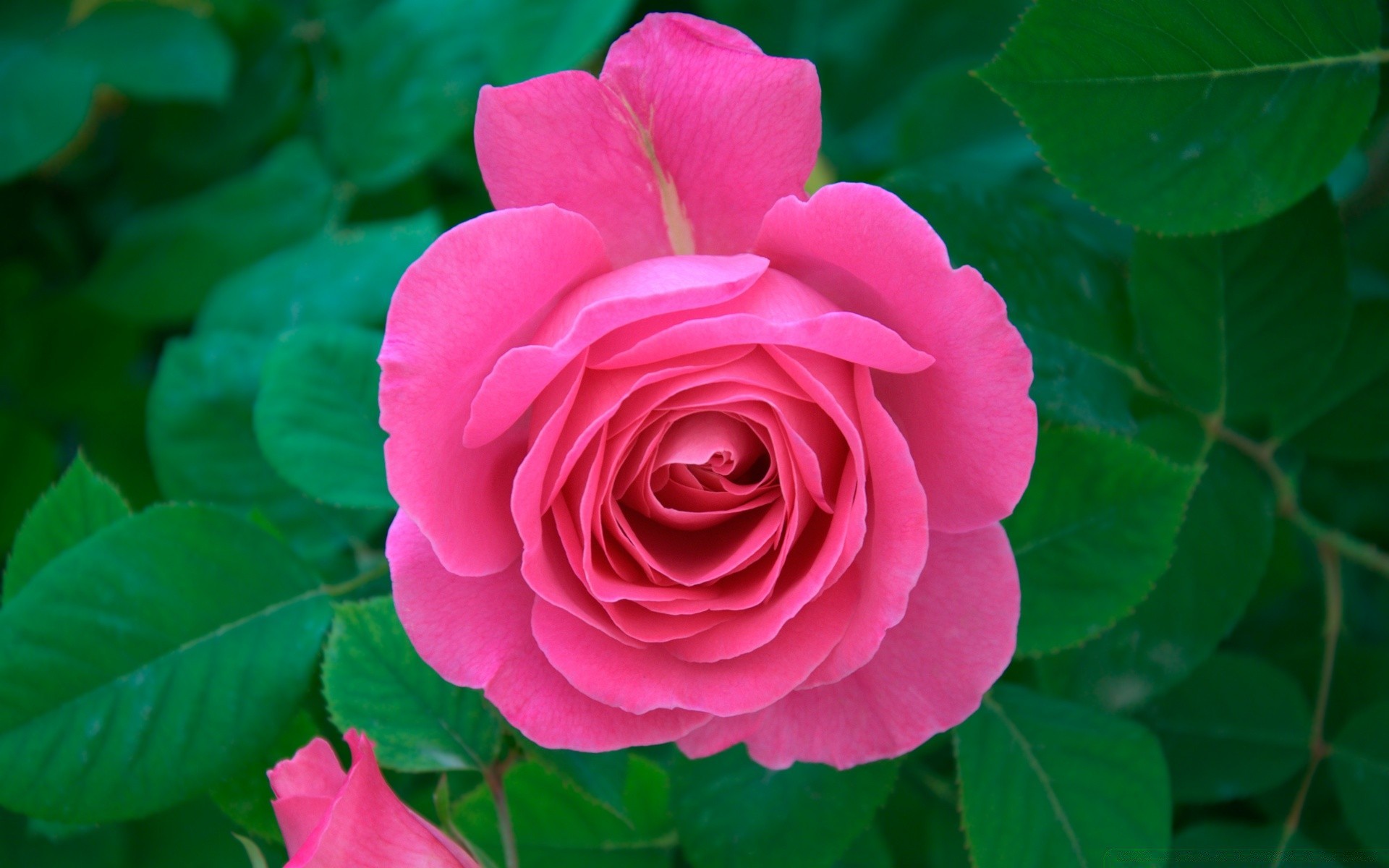 10 mawar  pink  terbaik