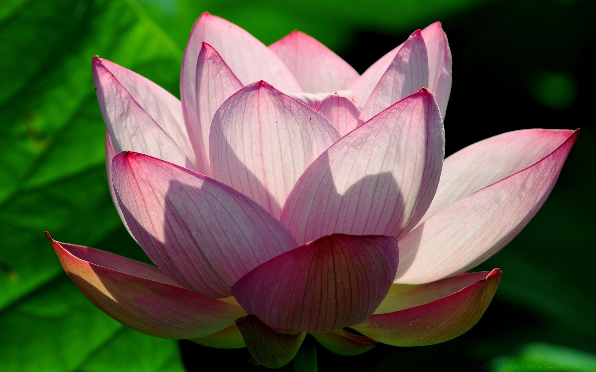 花 莲花 花 植物群 叶 百合 水 池 性质 睡莲 盛开 花瓣 花园 莲花 圣 游泳 禅宗 夏天 热带 异国情调 纯