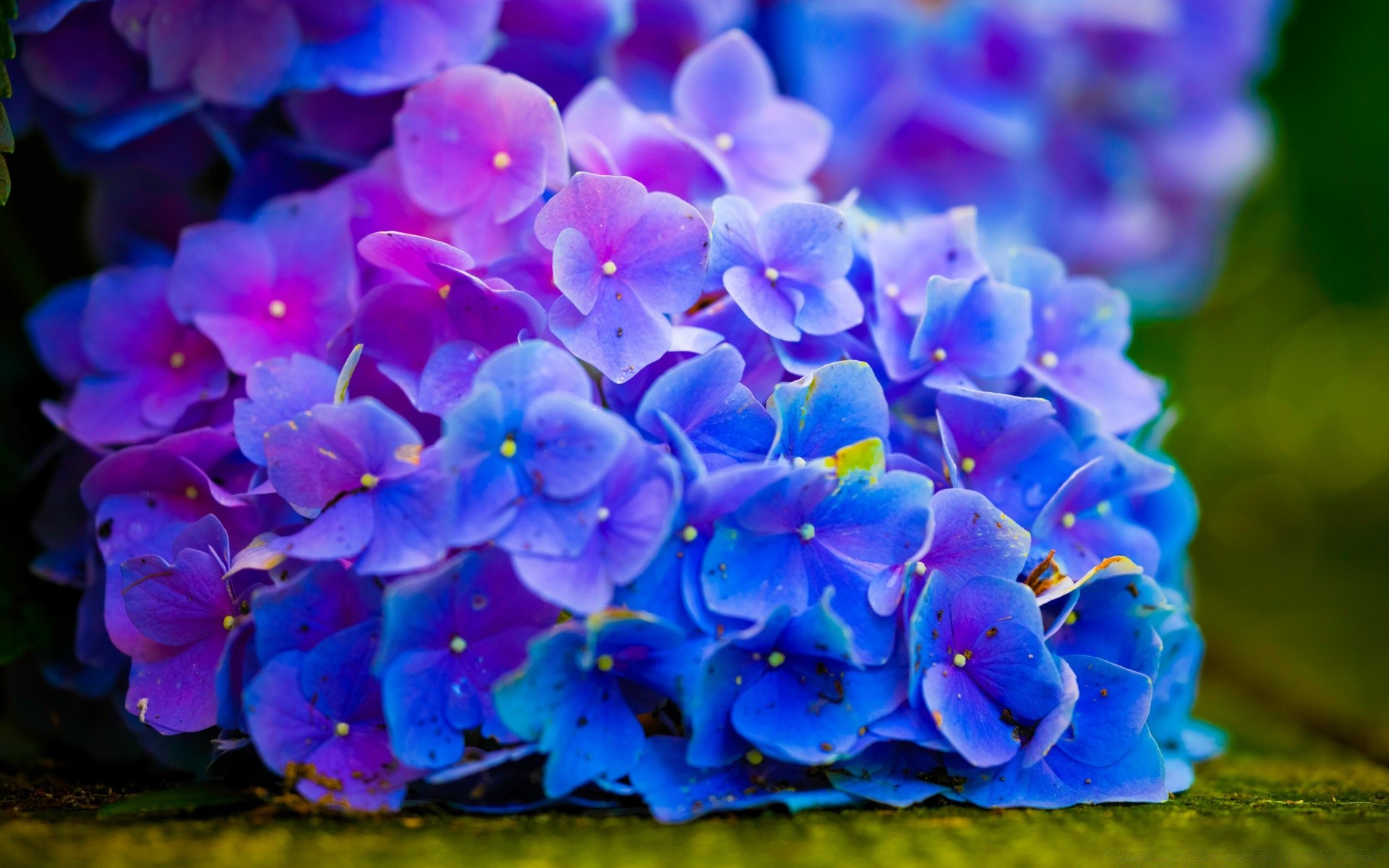 flores flor naturaleza jardín flora pétalo floral hoja bluming color verano brillante al aire libre crecimiento ramo estación hortensia