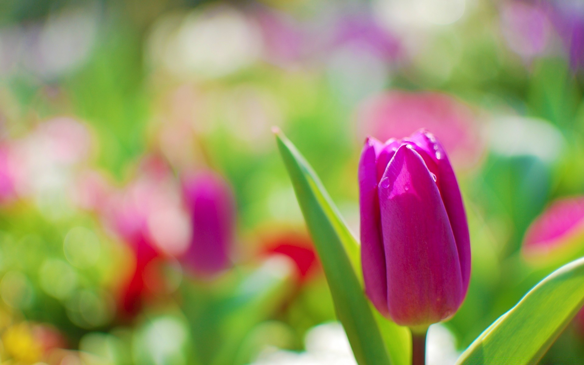 çiçekler doğa lale yaprak paskalya flora çiçek bahçe parlak yaz renk büyüme çiçek güzel hava koşulları açık havada