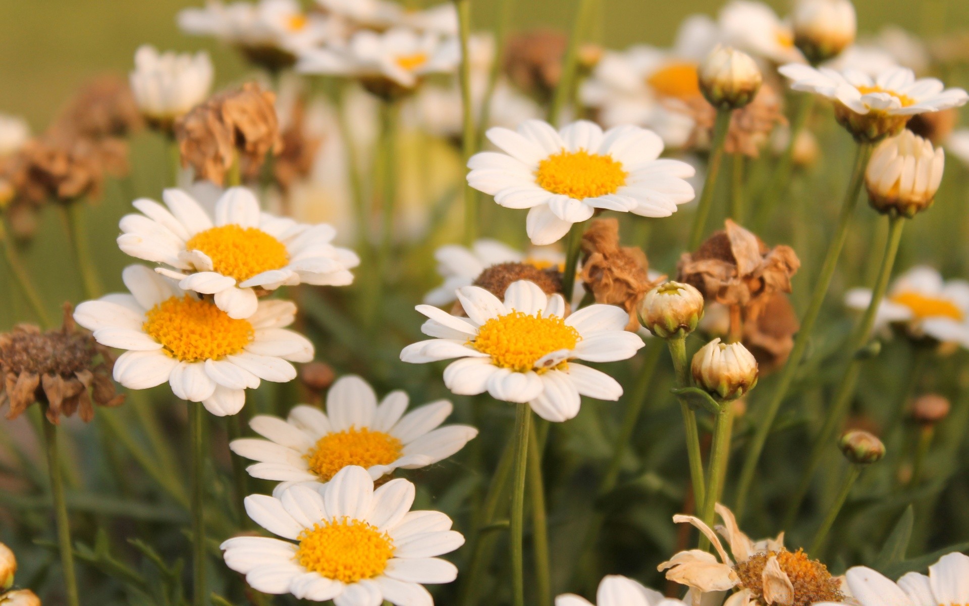 flowers nature flower summer flora chamomile garden petal field floral blooming leaf bright grass hayfield color fair weather outdoors close-up season