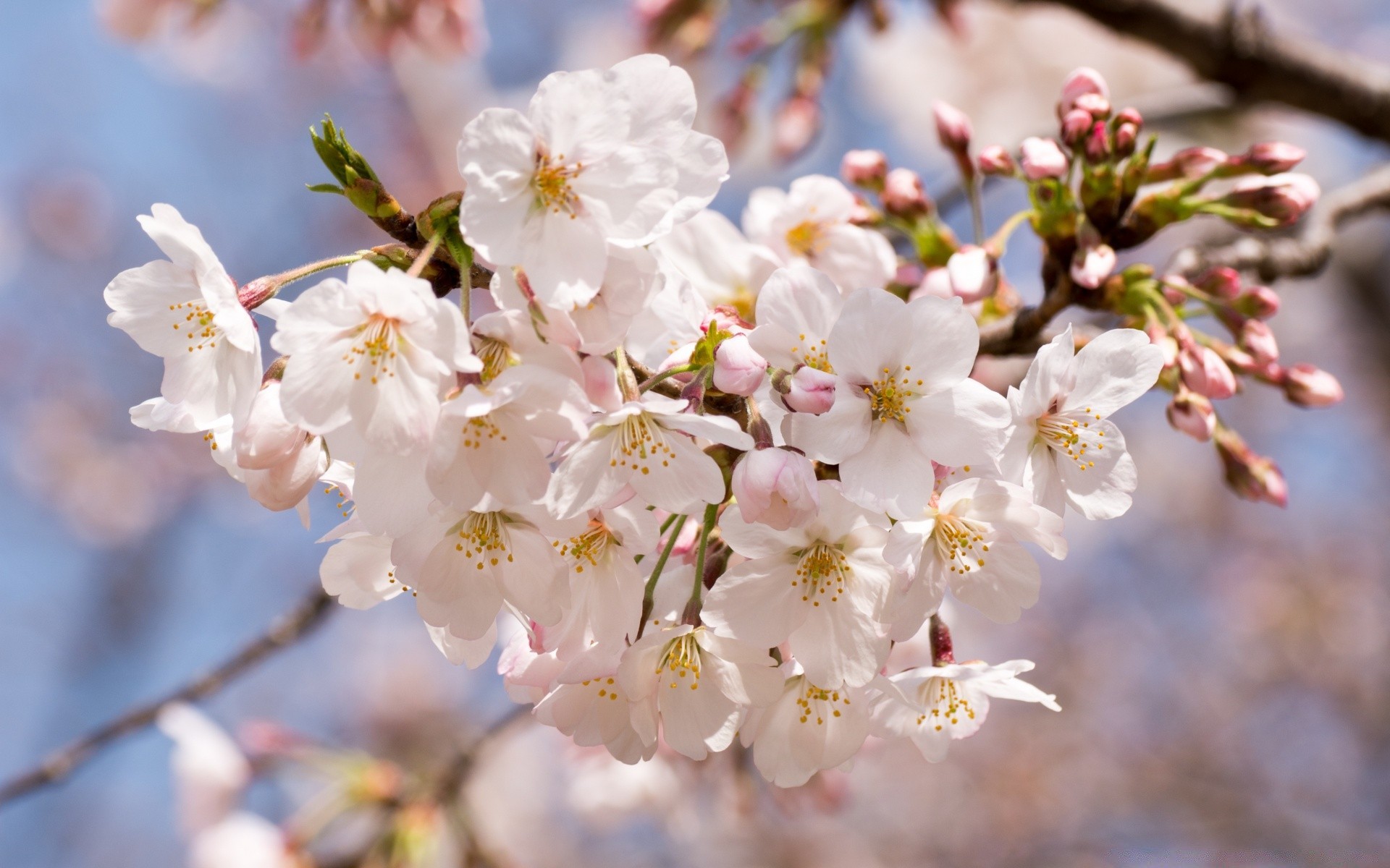 çiçekler kiraz çiçek ağaç şube elma doğa bahçe flora çiçek açan dostum petal erik yaprak sezon ihale büyüme bahar açık havada çiçek