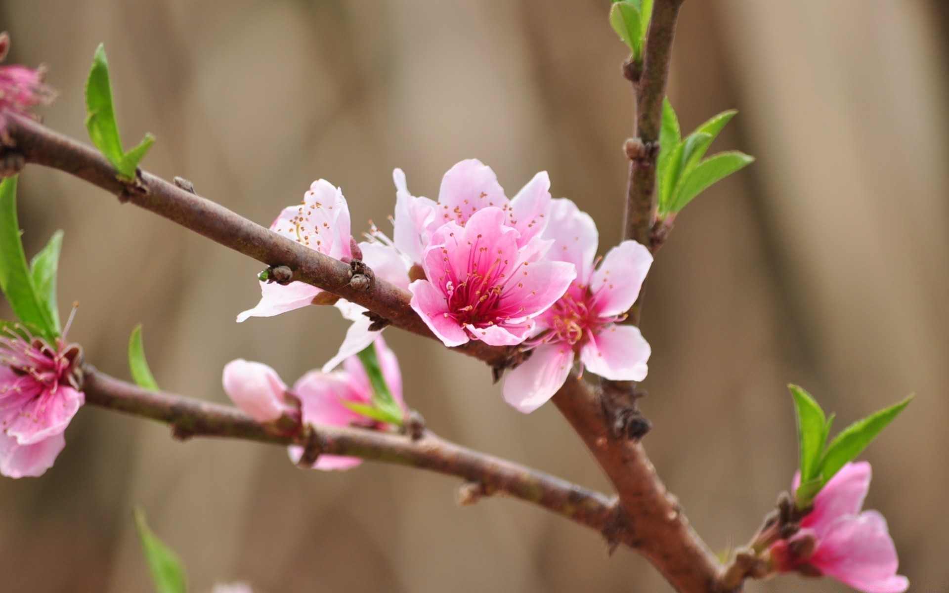 blumen blume natur zweig baum flora blühen garten kirsche kumpel blatt blütenblatt wachstum blumen schließen im freien zart pfirsich farbe park