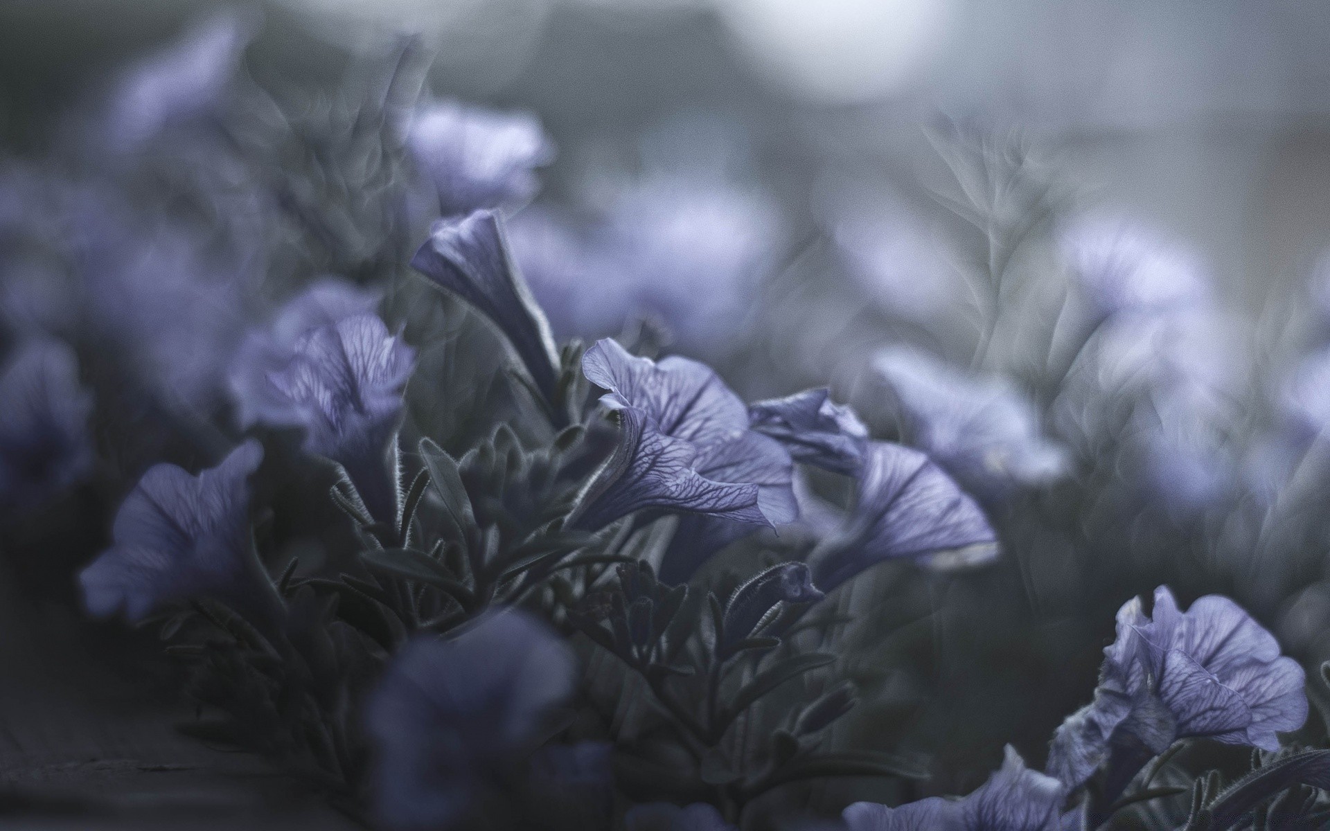 flowers flower nature color flora leaf garden blur dof floral beautiful winter