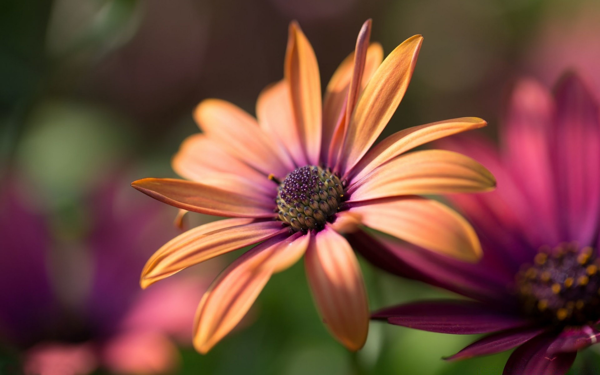 fleurs fleur nature été flore jardin pétale bluming couleur feuille lumineux délicat vivace à l extérieur pollen