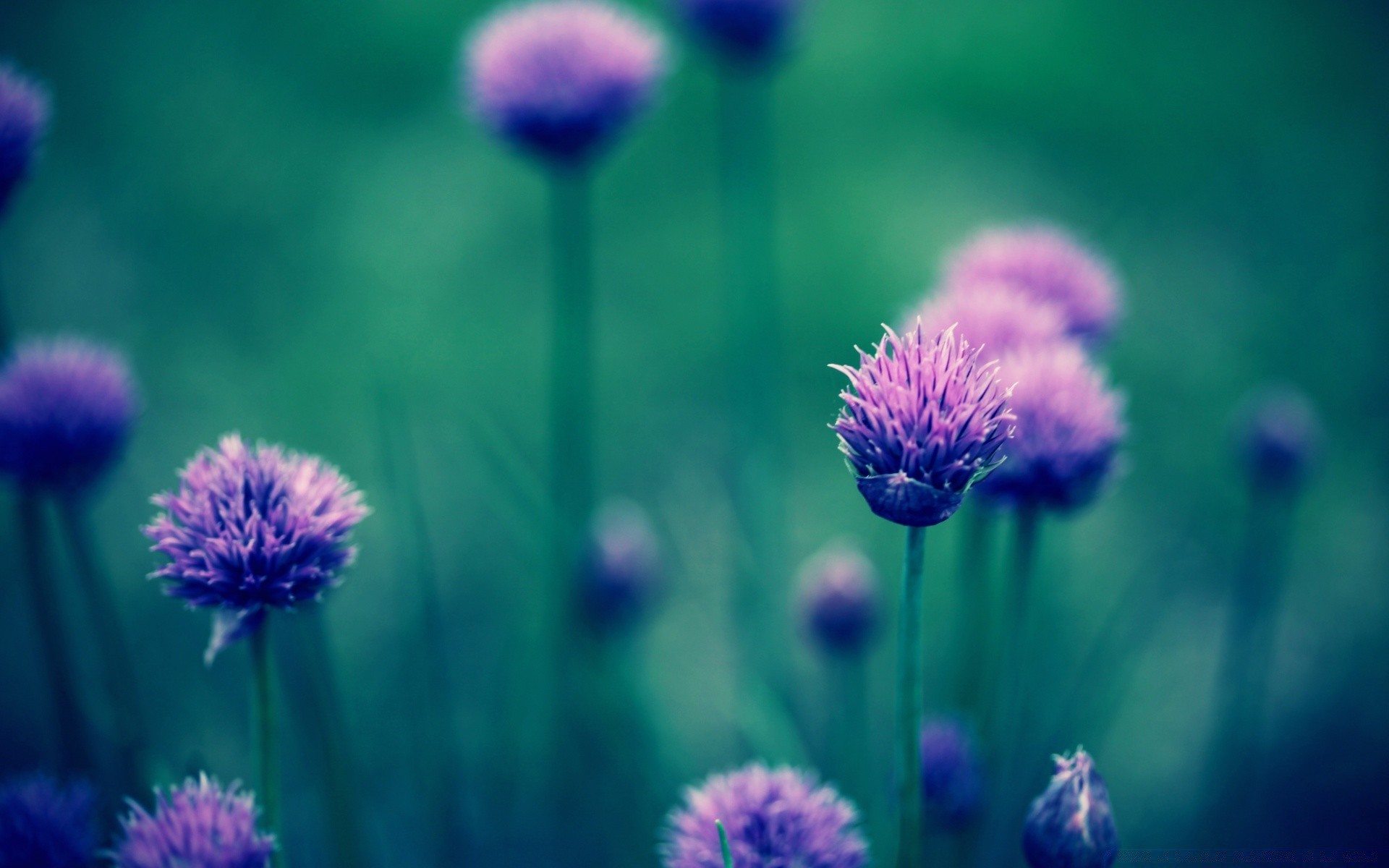 fleurs nature fleur flore été champ foin jardin à l extérieur croissance feuille bluming lumineux saison violet gros plan rural herbe vivace couleur