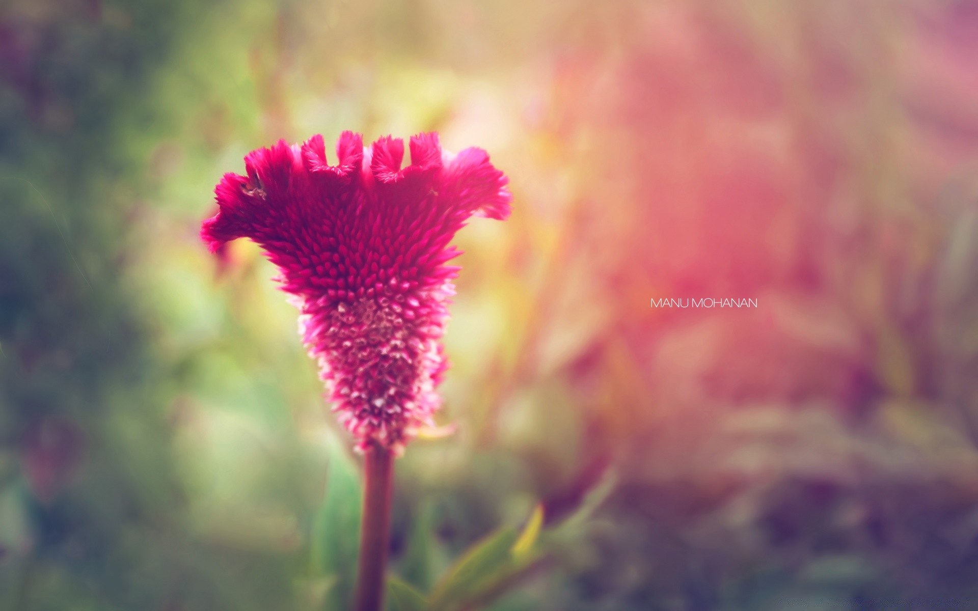 flowers nature flower summer outdoors bright leaf flora fair weather blur growth delicate