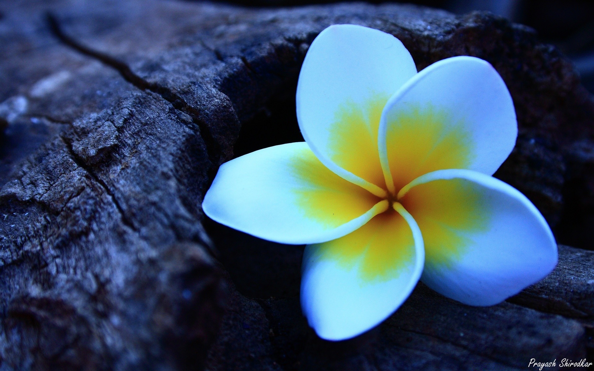 flowers nature flower zen summer flora romance beautiful leaf tropical color bright love desktop petal