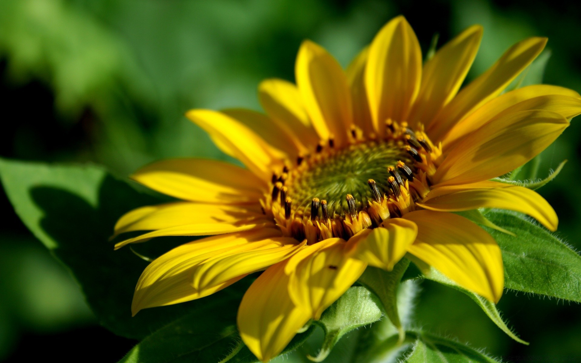 blumen natur flora blume sommer blatt wachstum garten im freien hell sonnenblume pollen blütenblatt gutes wetter schließen farbe