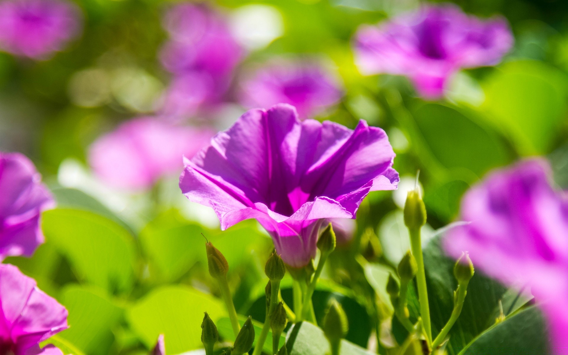 flowers nature flora flower leaf garden summer bright color field blooming floral beautiful growth close-up petal fair weather season park vibrant