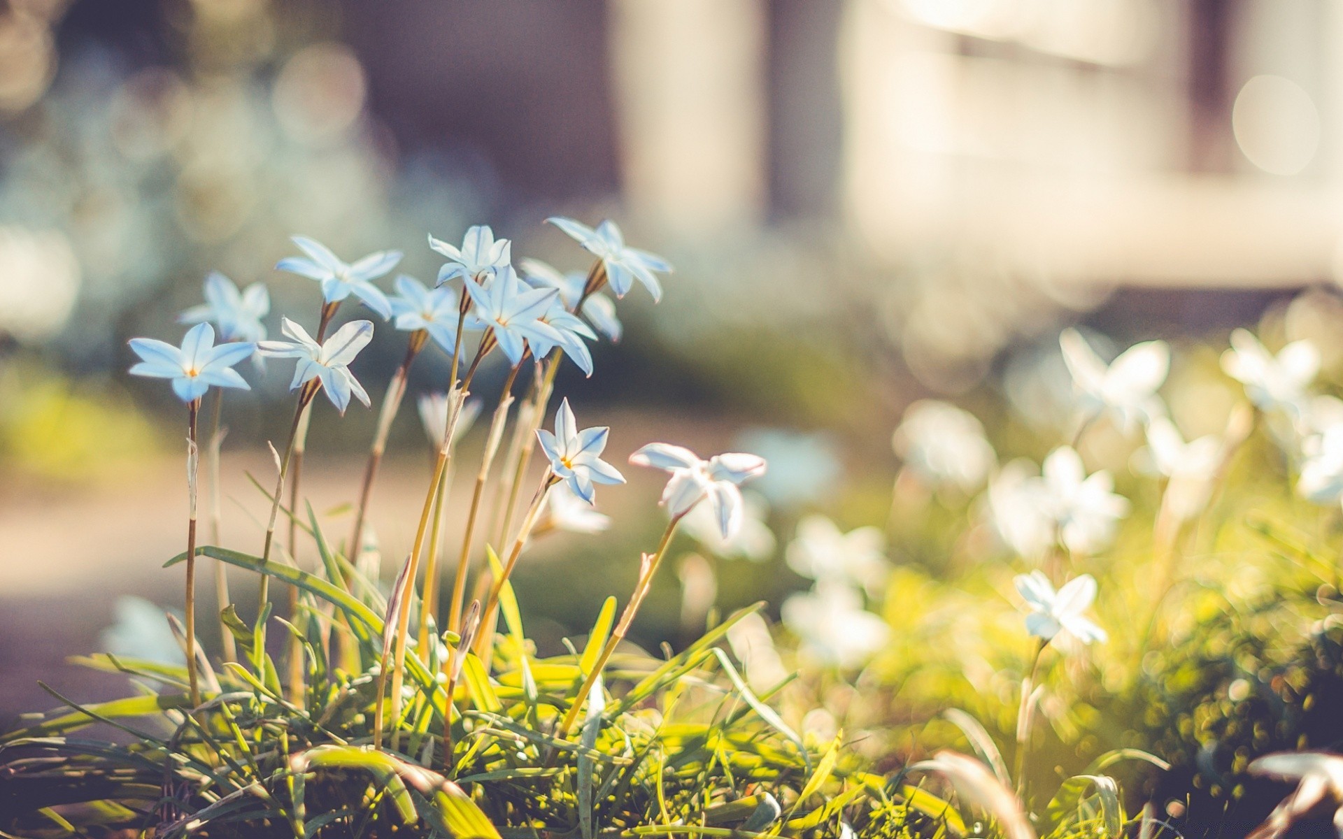 çiçekler doğa çiçek yaz çimen flora güzel hava bahçe bulanıklık açık havada yaprak yakın çekim alan güneş sezon renk saman park parlak güzel