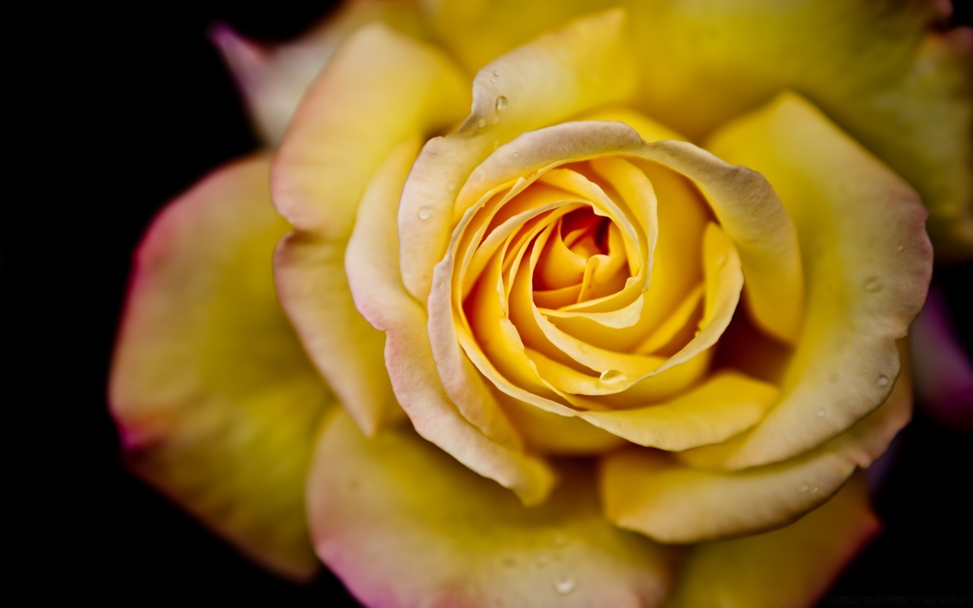 çiçekler gül çiçek taçyaprağı aşk romantizm düğün çiçek çiçeklenme romantik doğa yıldönümü hediye buket narin flora güzel yaprak renk