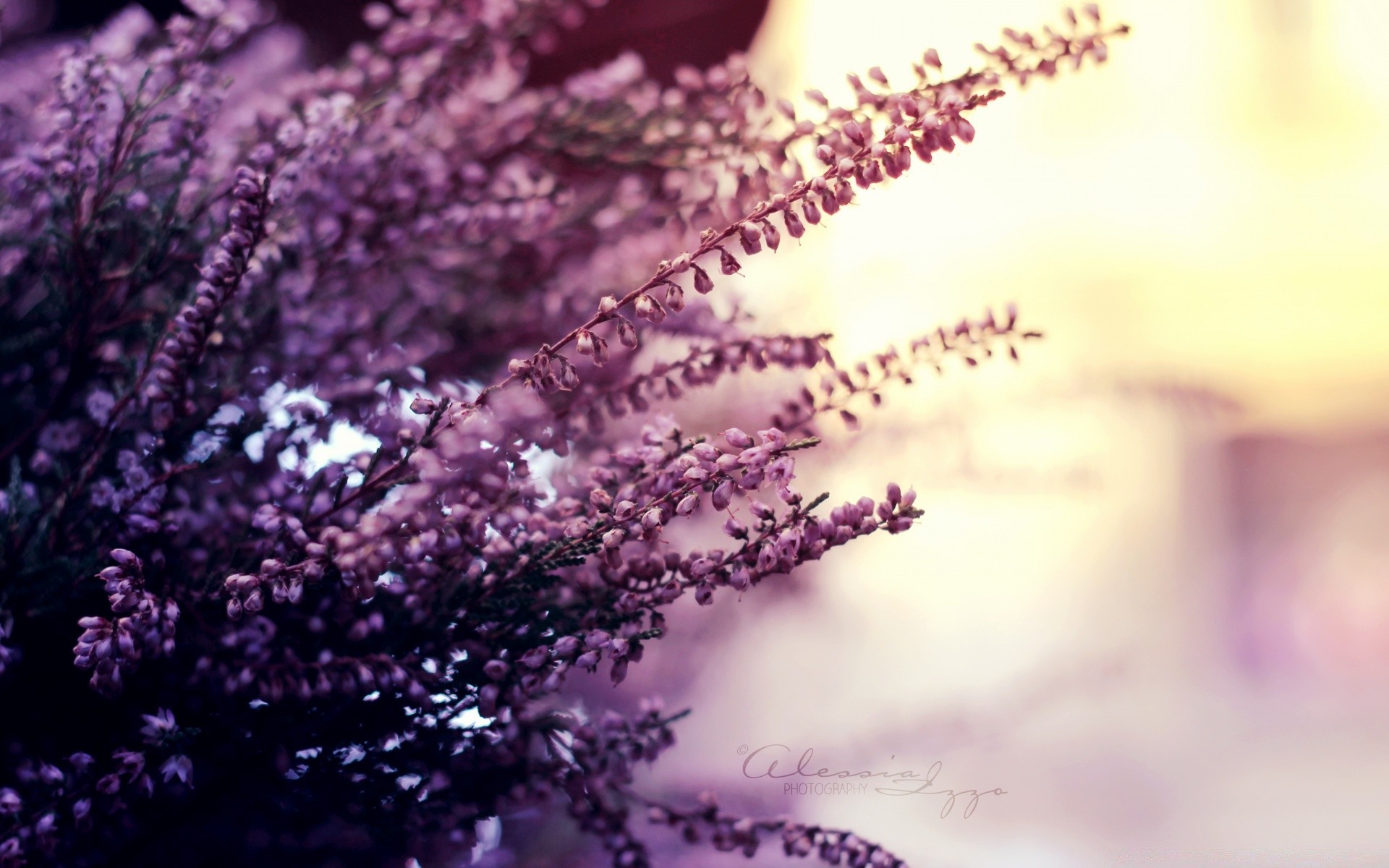 flowers flower nature color blur lavender outdoors flora abstract violet desktop beautiful bright light summer winter