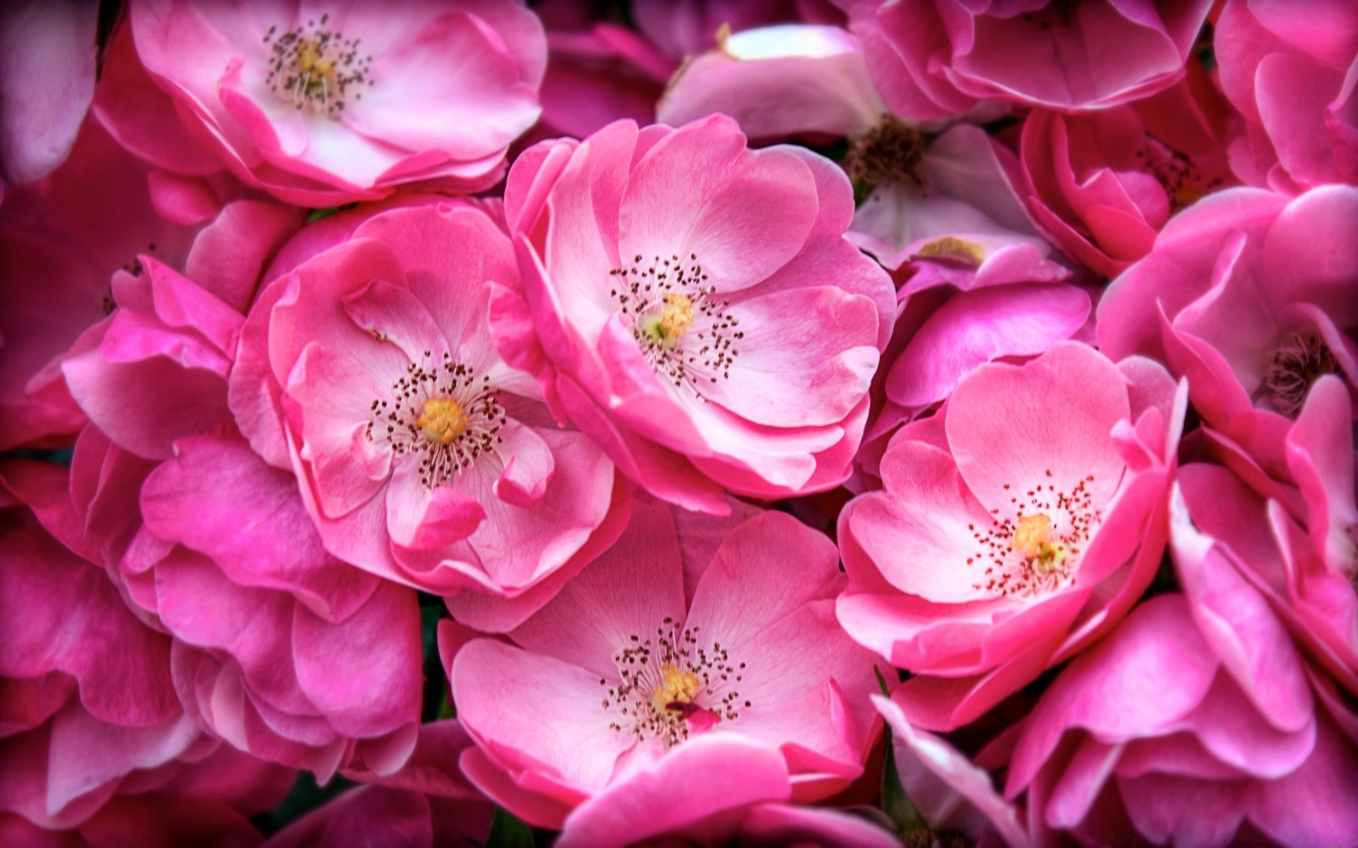 flowers flower nature floral flora petal rose color