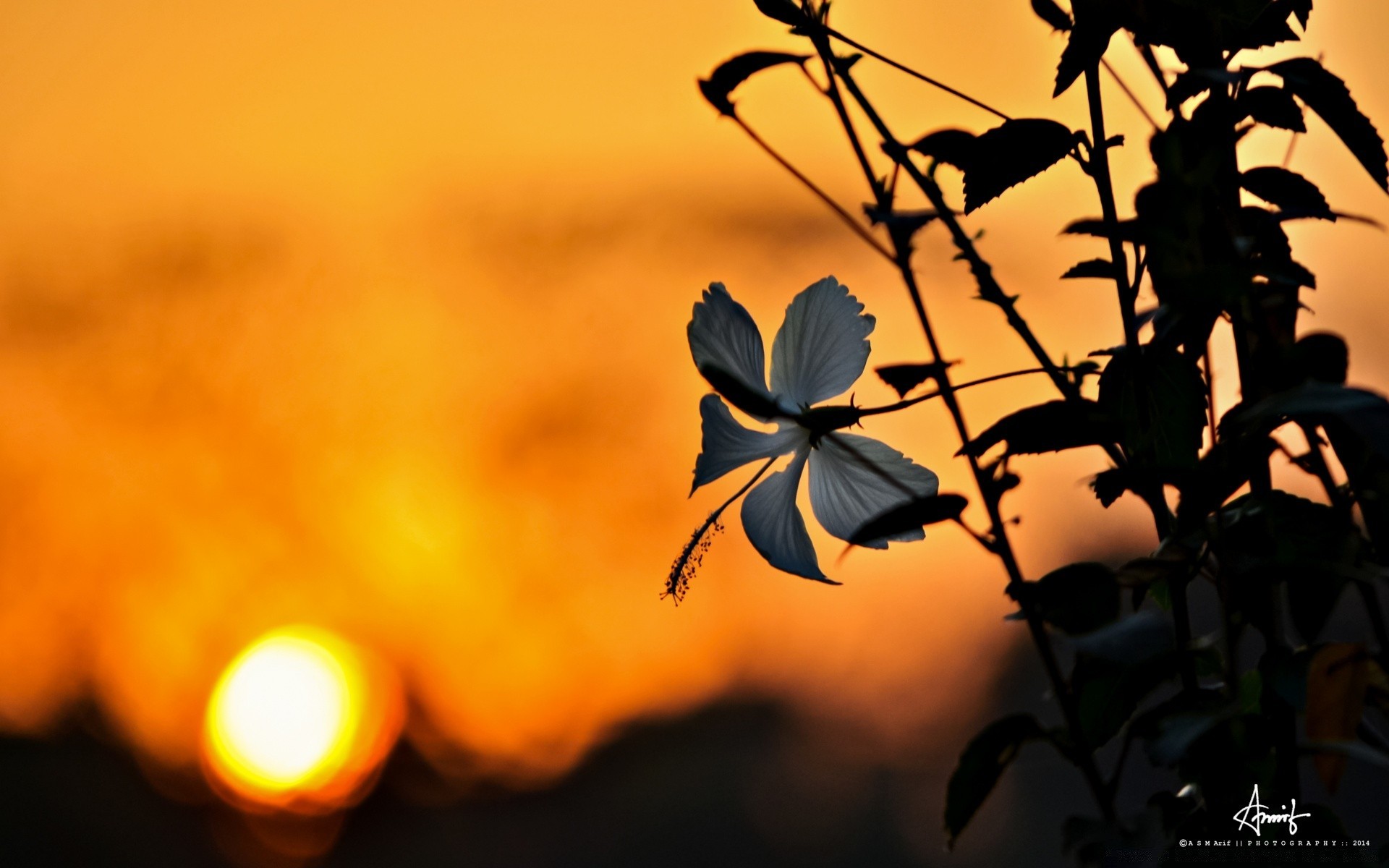 fiori sfocatura all aperto natura luminoso foglia