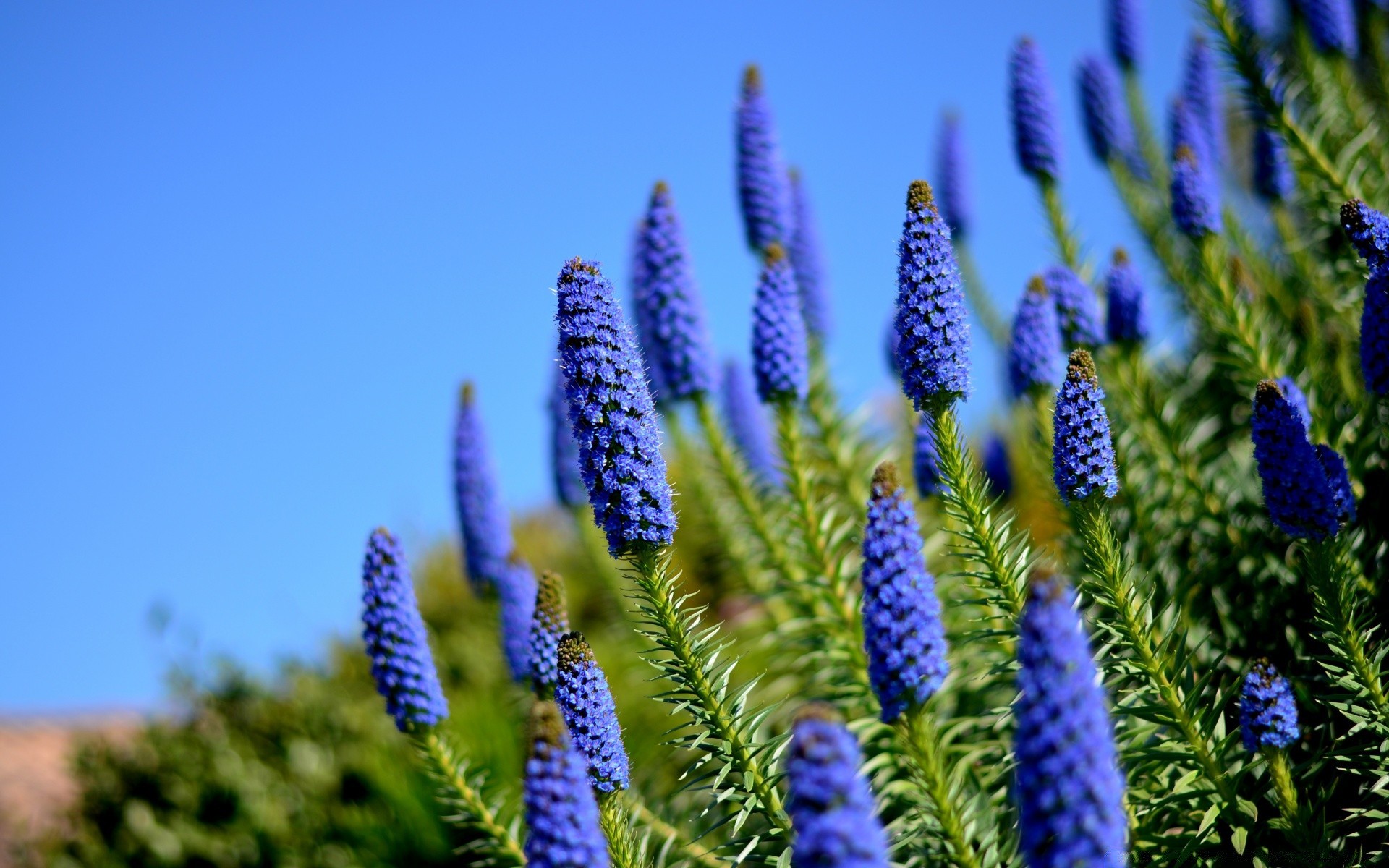 çiçekler doğa çiçek flora yaz açık havada sezon parlak yaprak renk bahçe