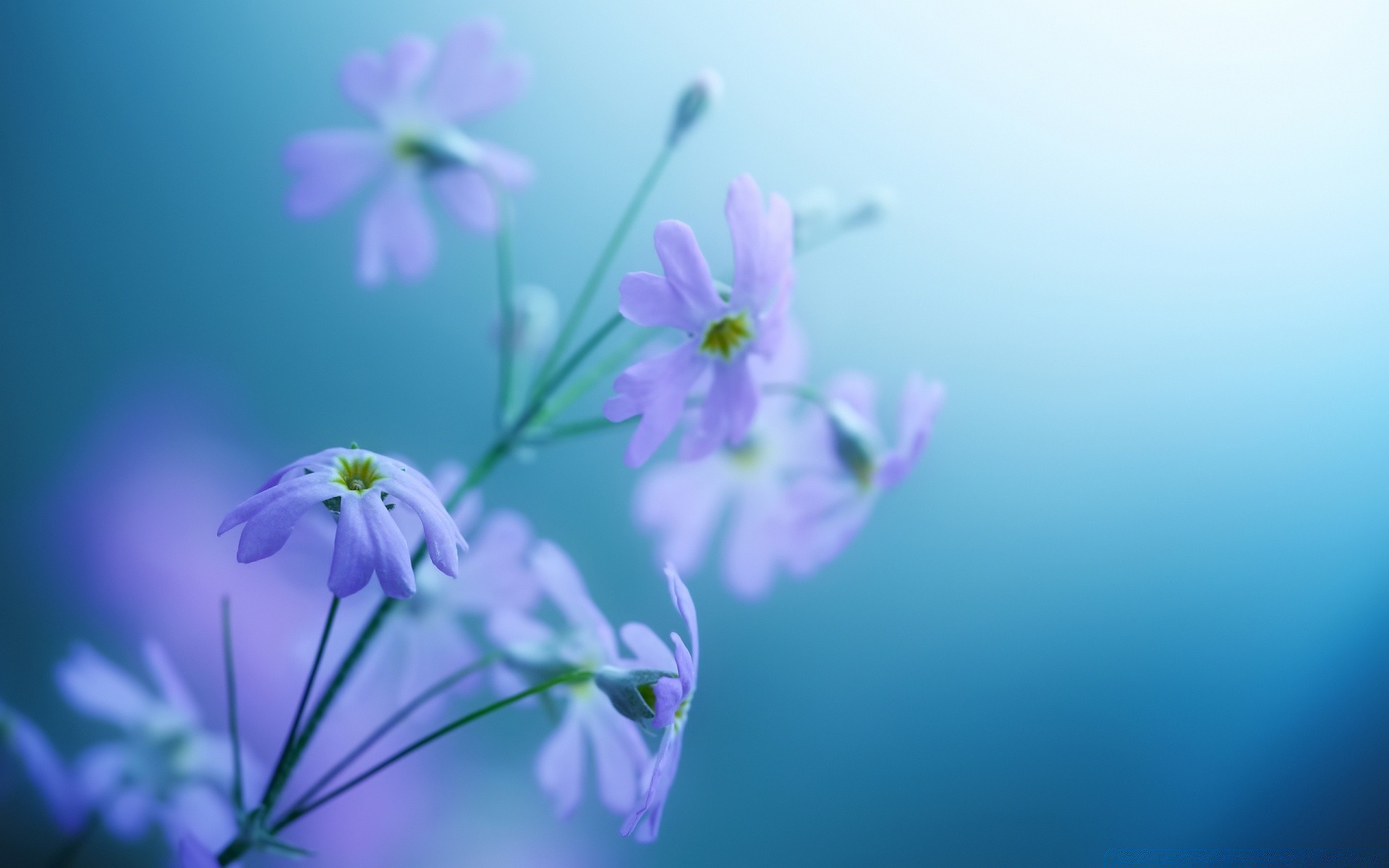 flowers nature flower blur flora growth leaf summer garden delicate petal outdoors bright