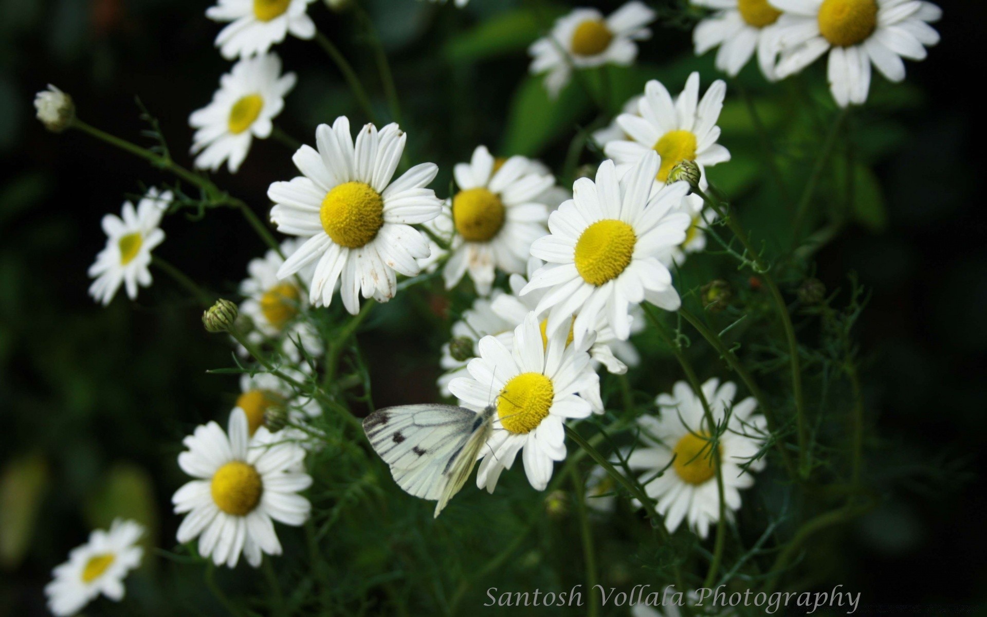 fleurs nature fleur été flore jardin marguerites foin feuille champ herbe floral lumineux bluming croissance à l extérieur pétale sauvage couleur beau temps