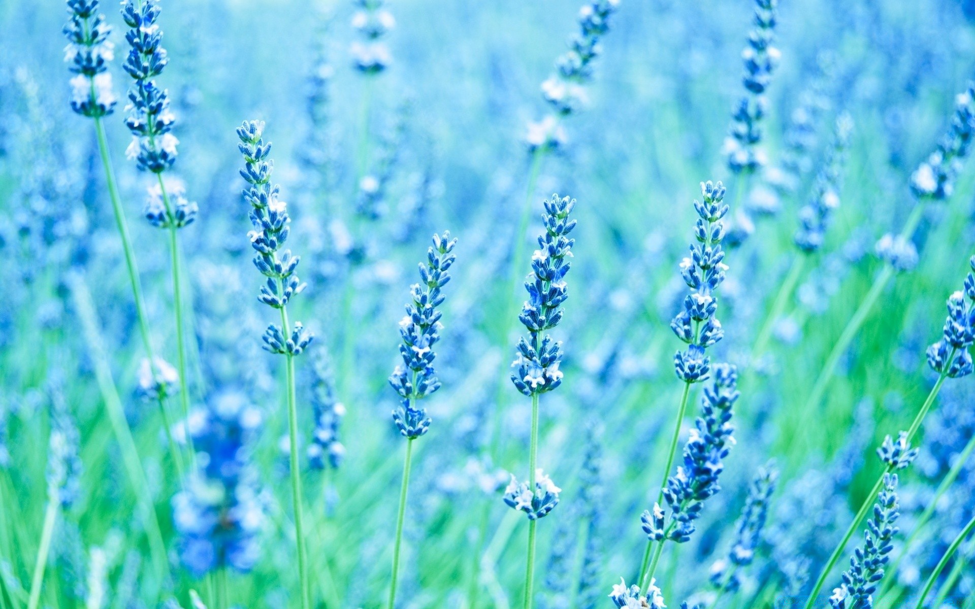 fiori fiore natura flora profumo aromaterapia lavanda a base di erbe campo estivo erba aromatica floreale foglia rurale profumata crescita giardino esterno