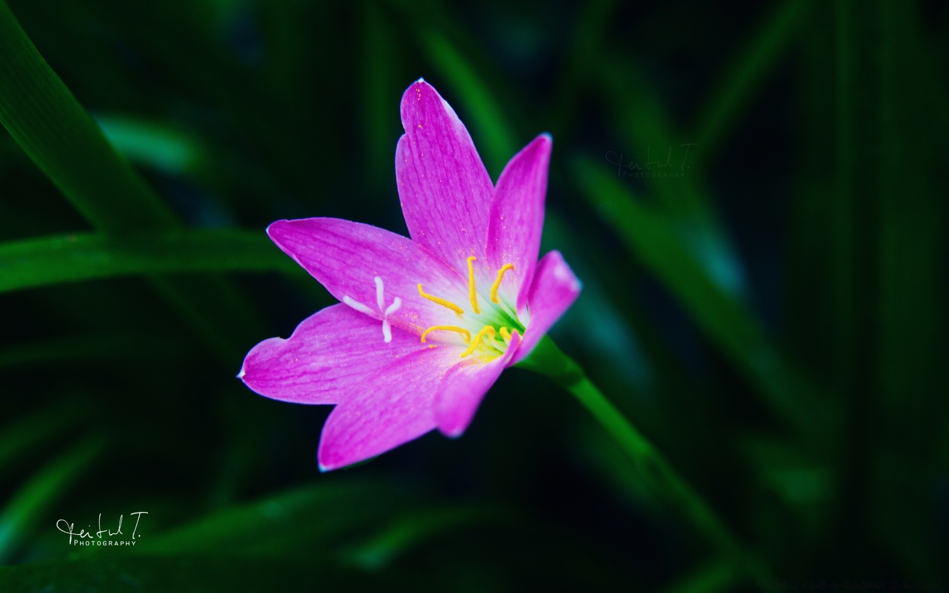 fleurs nature flore fleur été feuille lumineux jardin croissance pétale couleur délicat